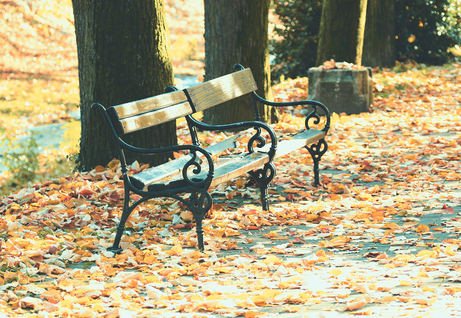 Canon EOS 600D (Rebel EOS T3i / EOS Kiss X5) sample photo. Bench in autumn park photography