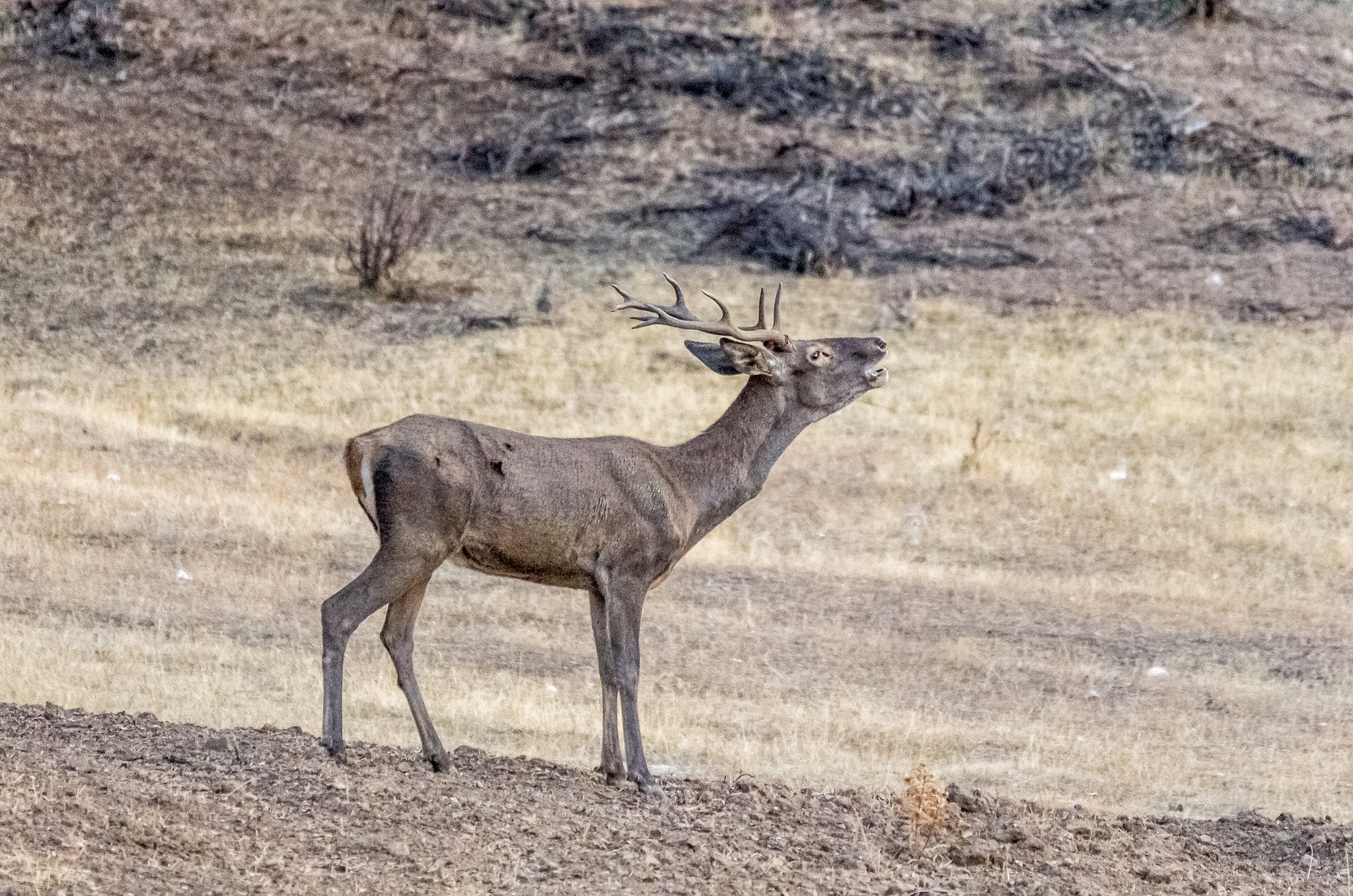 Sigma 150-500mm F5-6.3 DG OS HSM sample photo. Berreante photography