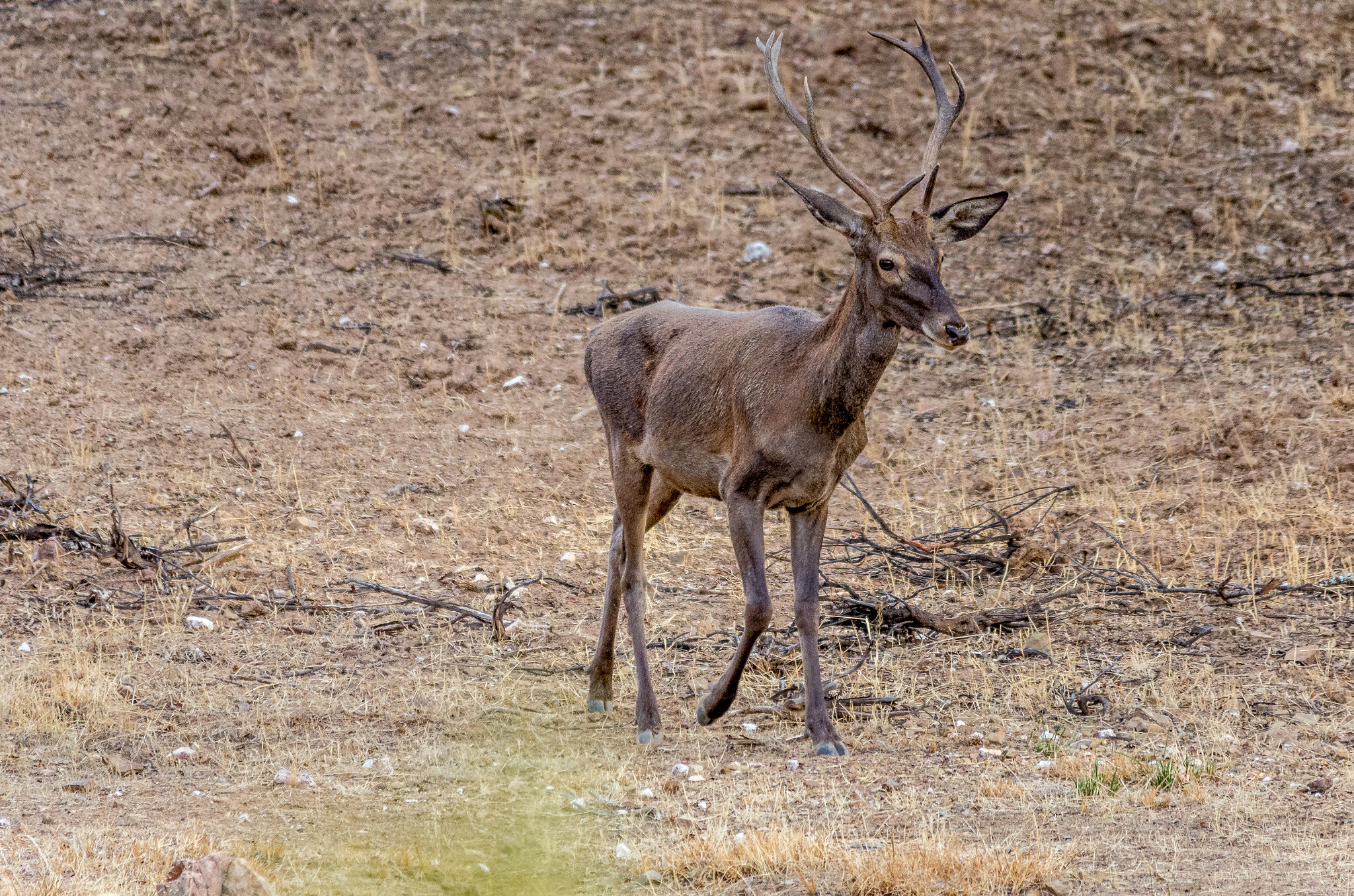 Pentax K-5 + Sigma 150-500mm F5-6.3 DG OS HSM sample photo. Walker photography