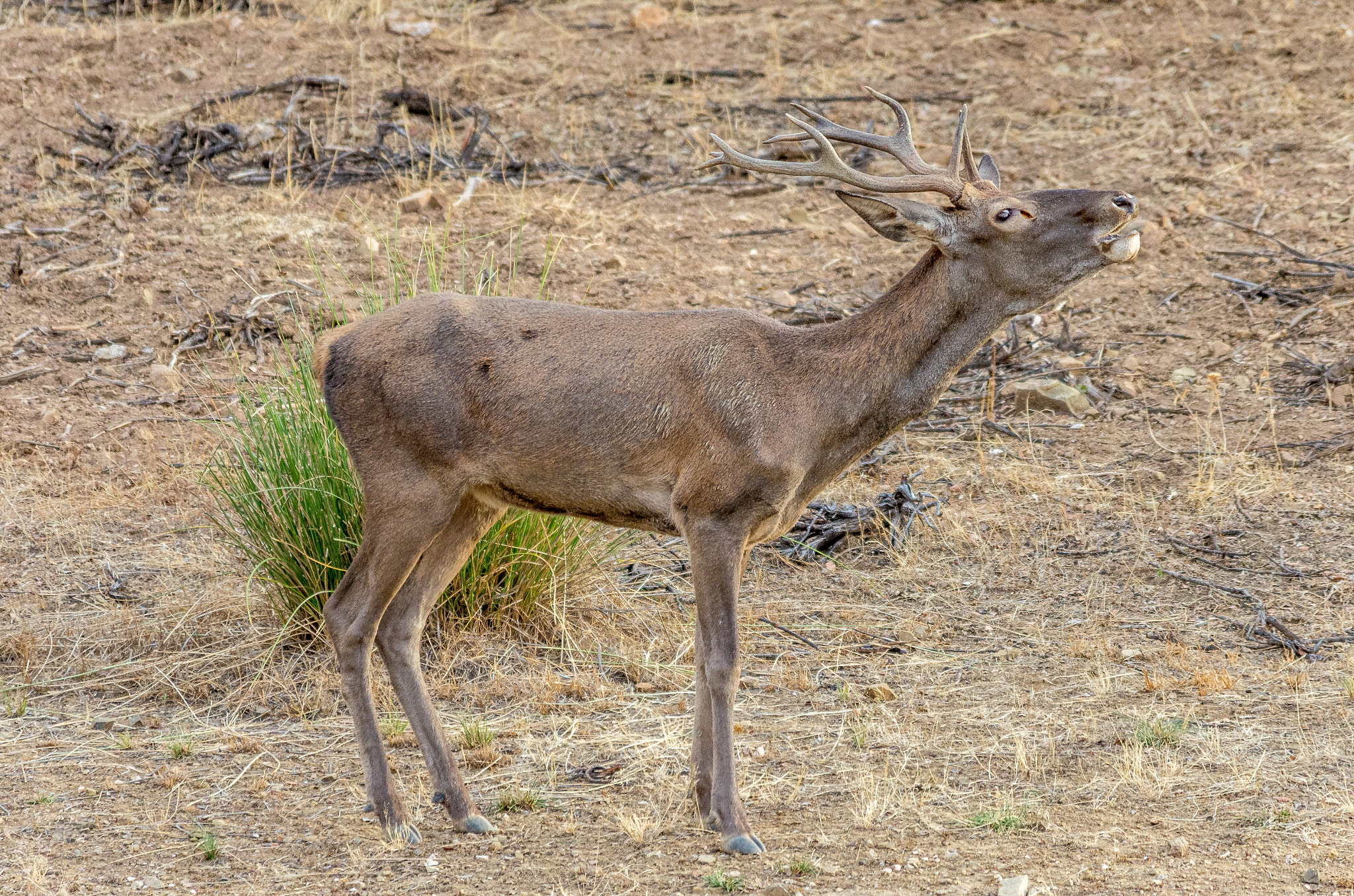 Pentax K-5 + Sigma 150-500mm F5-6.3 DG OS HSM sample photo. Berreante 2 photography