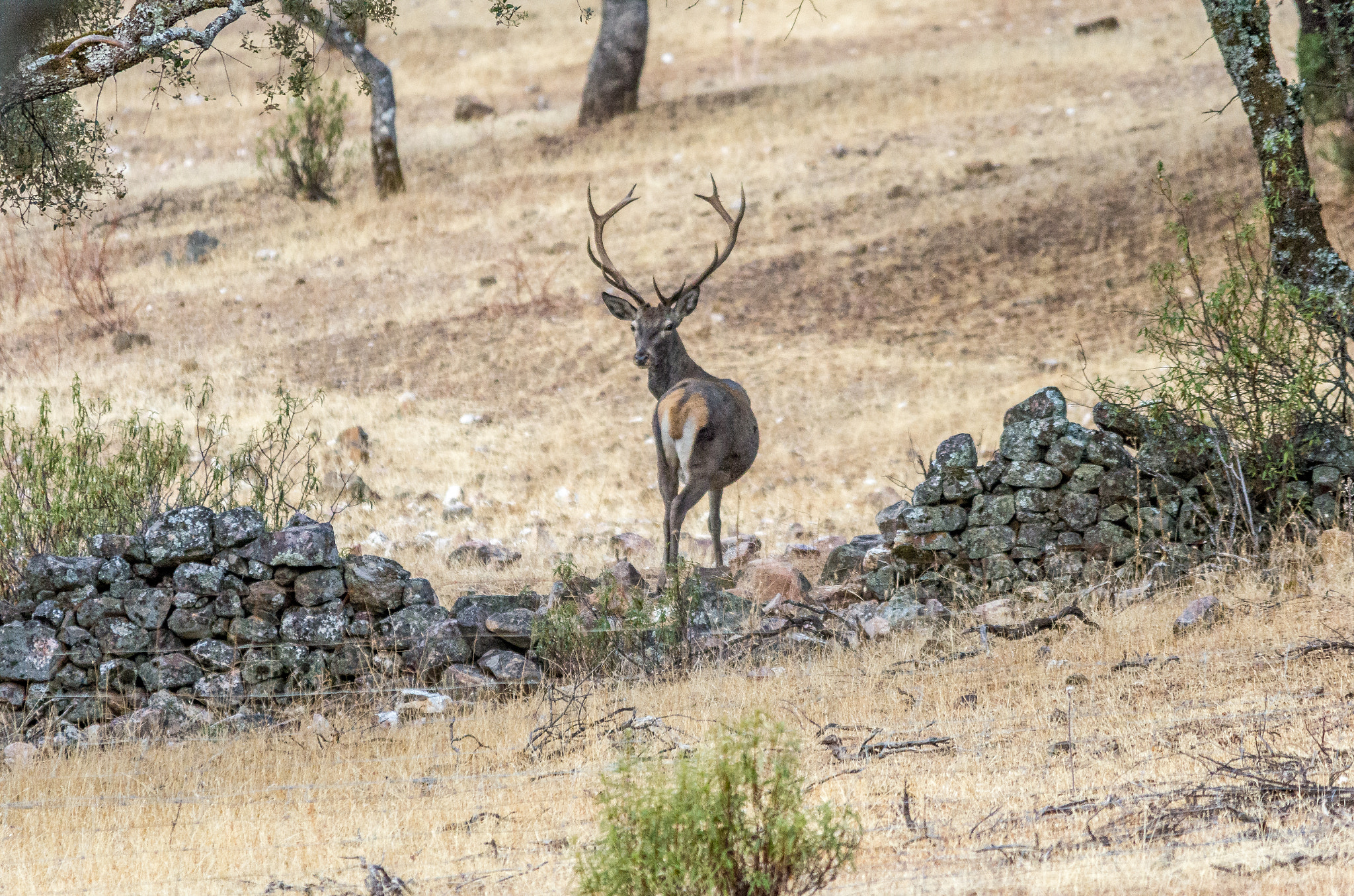 Pentax K-5 + Sigma 150-500mm F5-6.3 DG OS HSM sample photo. Check behind photography