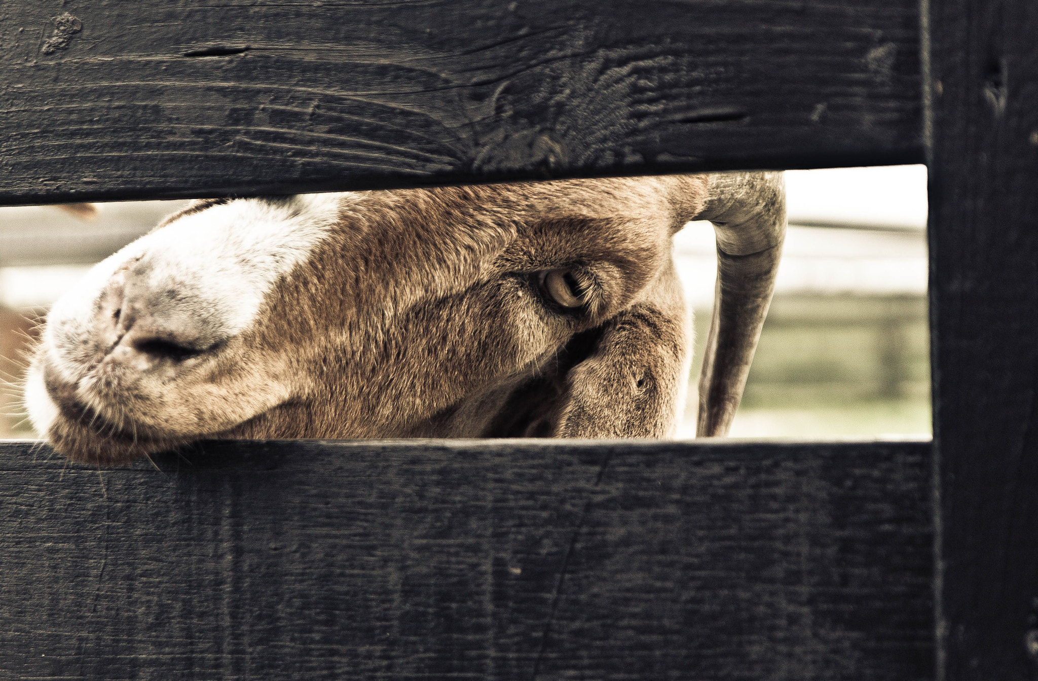 Sigma 17-70mm F2.8-4 DC Macro OS HSM sample photo. Zaanse schans - goat photography