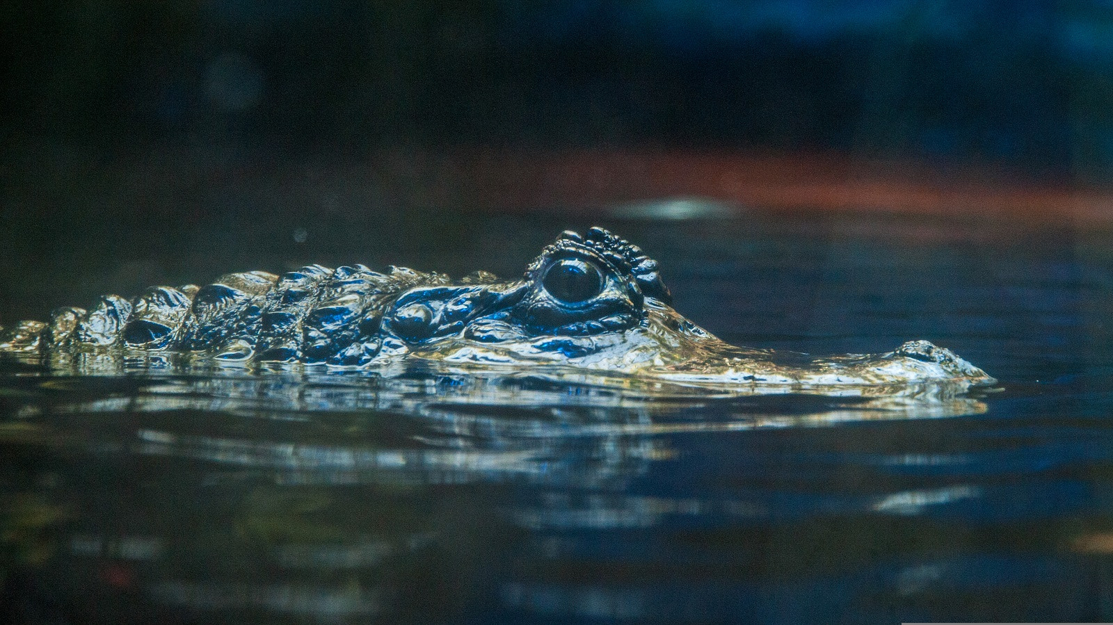 Nikon D3 sample photo. I have my eye on you photography