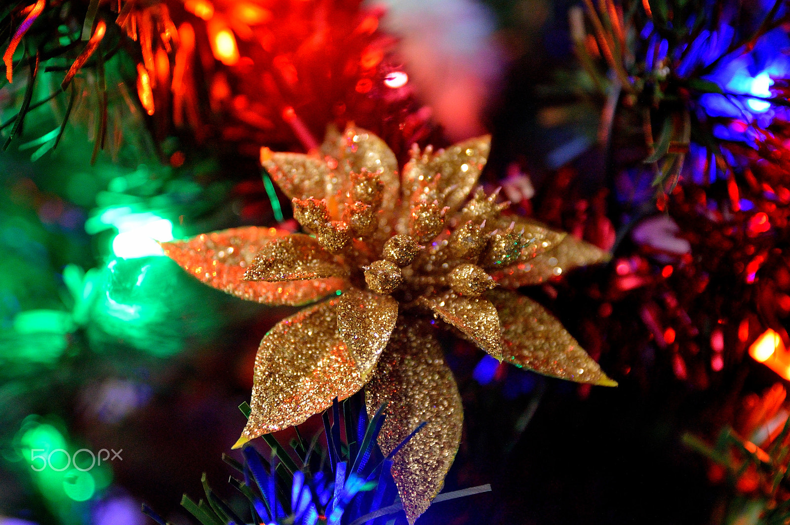 Sigma 17-70mm F2.8-4 DC Macro OS HSM | C sample photo. Gold christmas flower photography