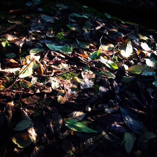 Apple iPhone5,2 sample photo
