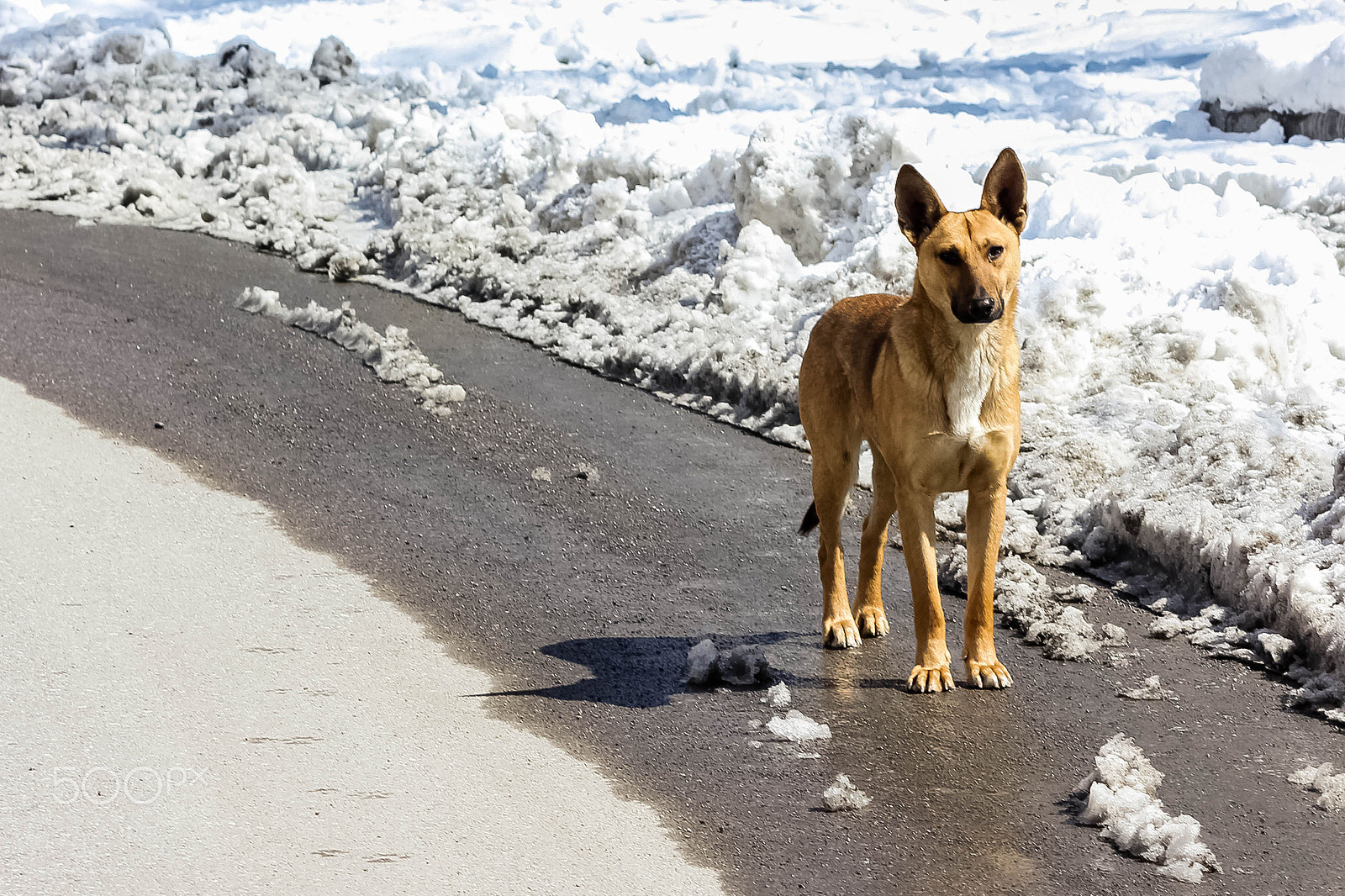 Canon EF 28-90mm f/4-5.6 sample photo. Lonely dog photography