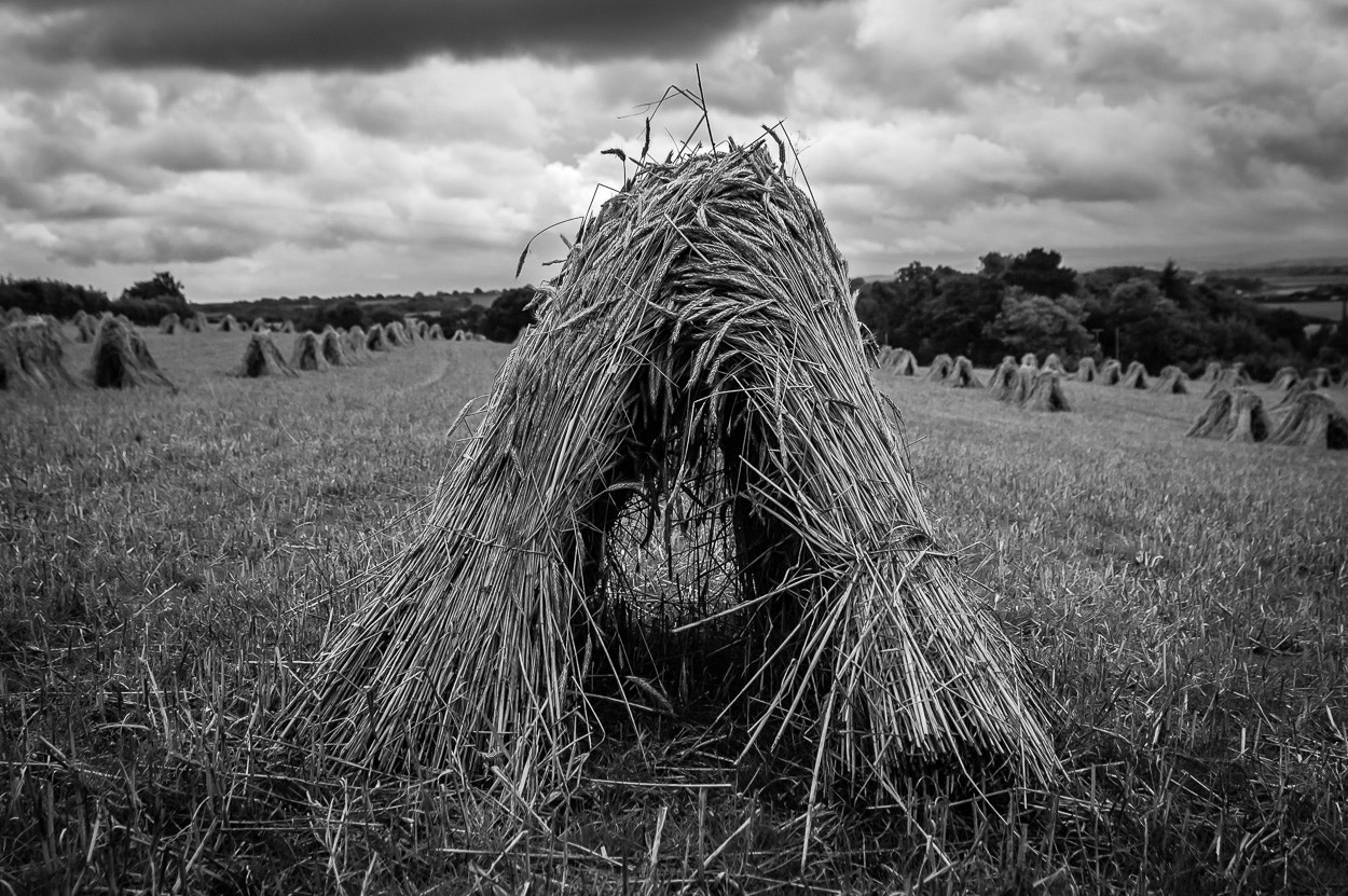 Nikon D70s + Sigma 24-70mm F2.8 EX DG Macro sample photo. Devon haystacks photography