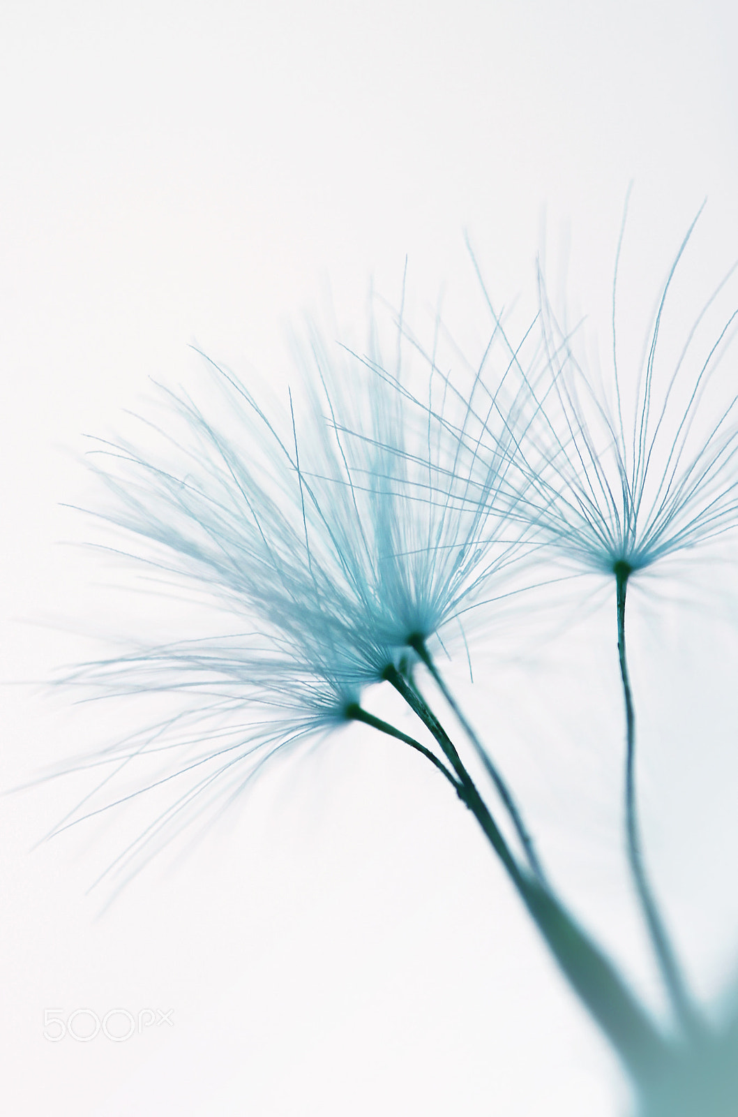 Canon EOS 600D (Rebel EOS T3i / EOS Kiss X5) + Canon EF 100mm F2.8 Macro USM sample photo. Dandelion seed photography