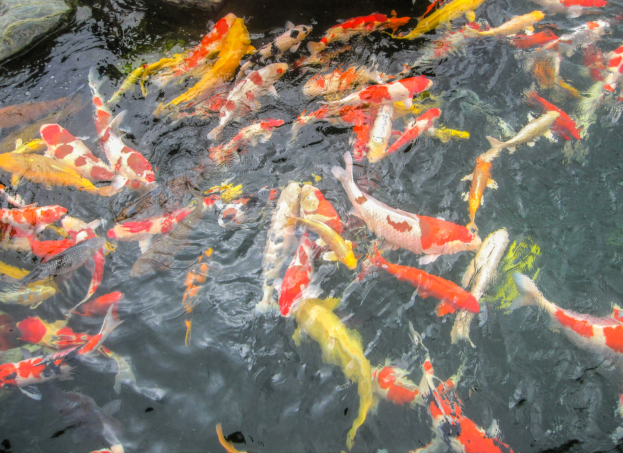Canon PowerShot SD960 IS (Digital IXUS 110 IS / IXY Digital 510 IS) sample photo. Koi fish photography