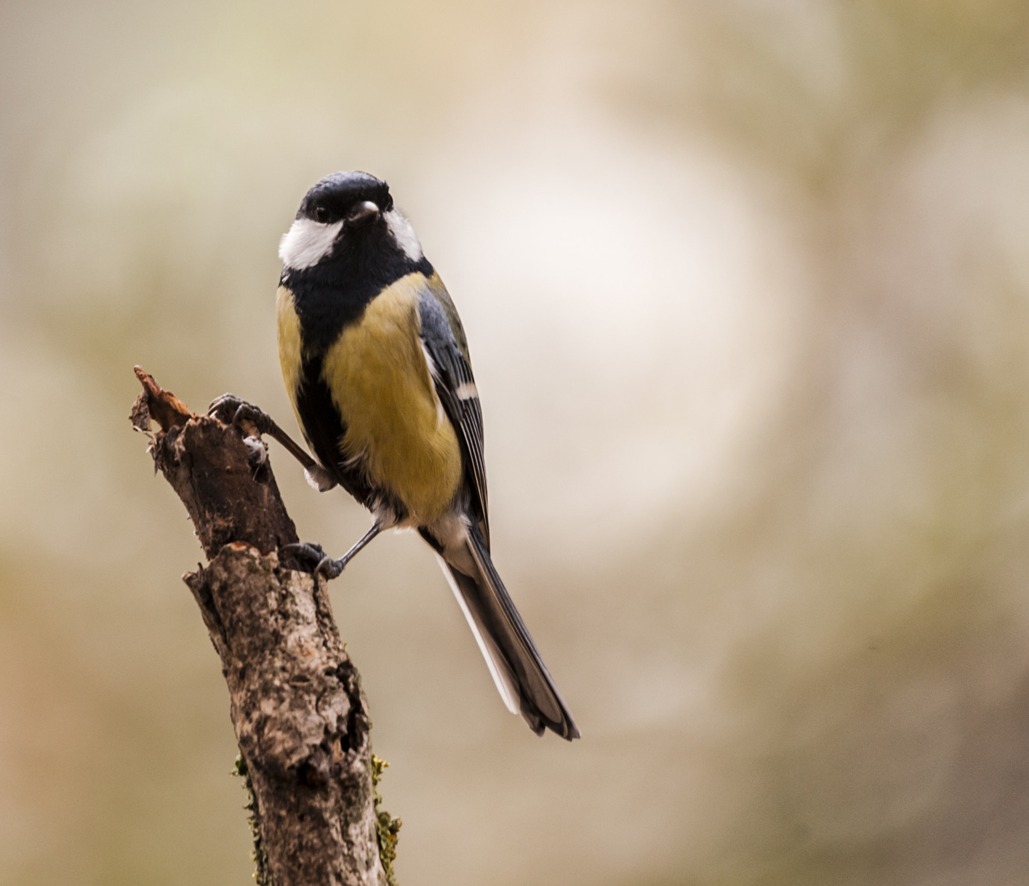 Sigma 50-500mm F4.5-6.3 DG OS HSM sample photo. Pajarillo photography