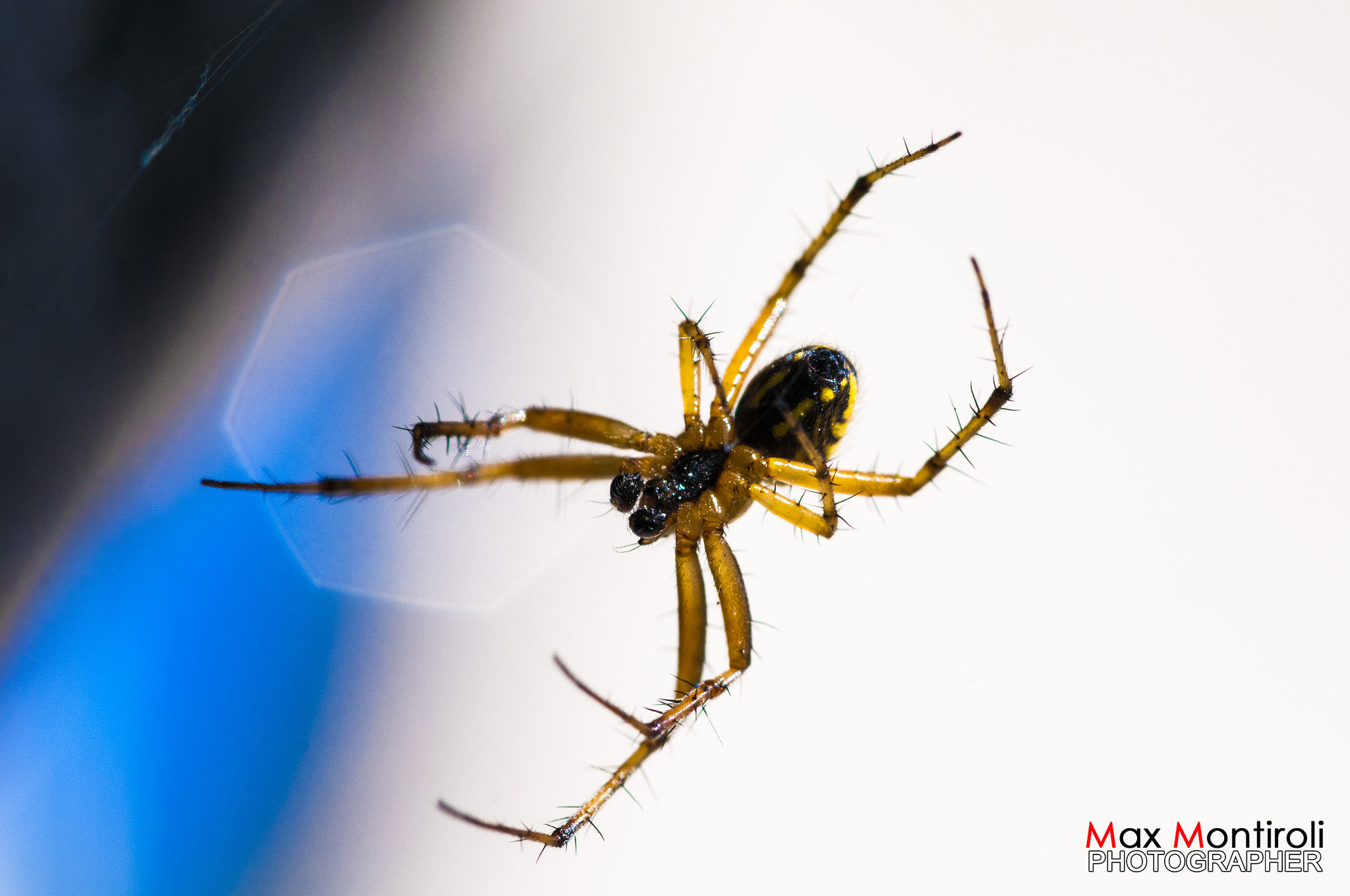 Nikon D300S + Nikon AF Micro-Nikkor 60mm F2.8D sample photo. Spider2 photography