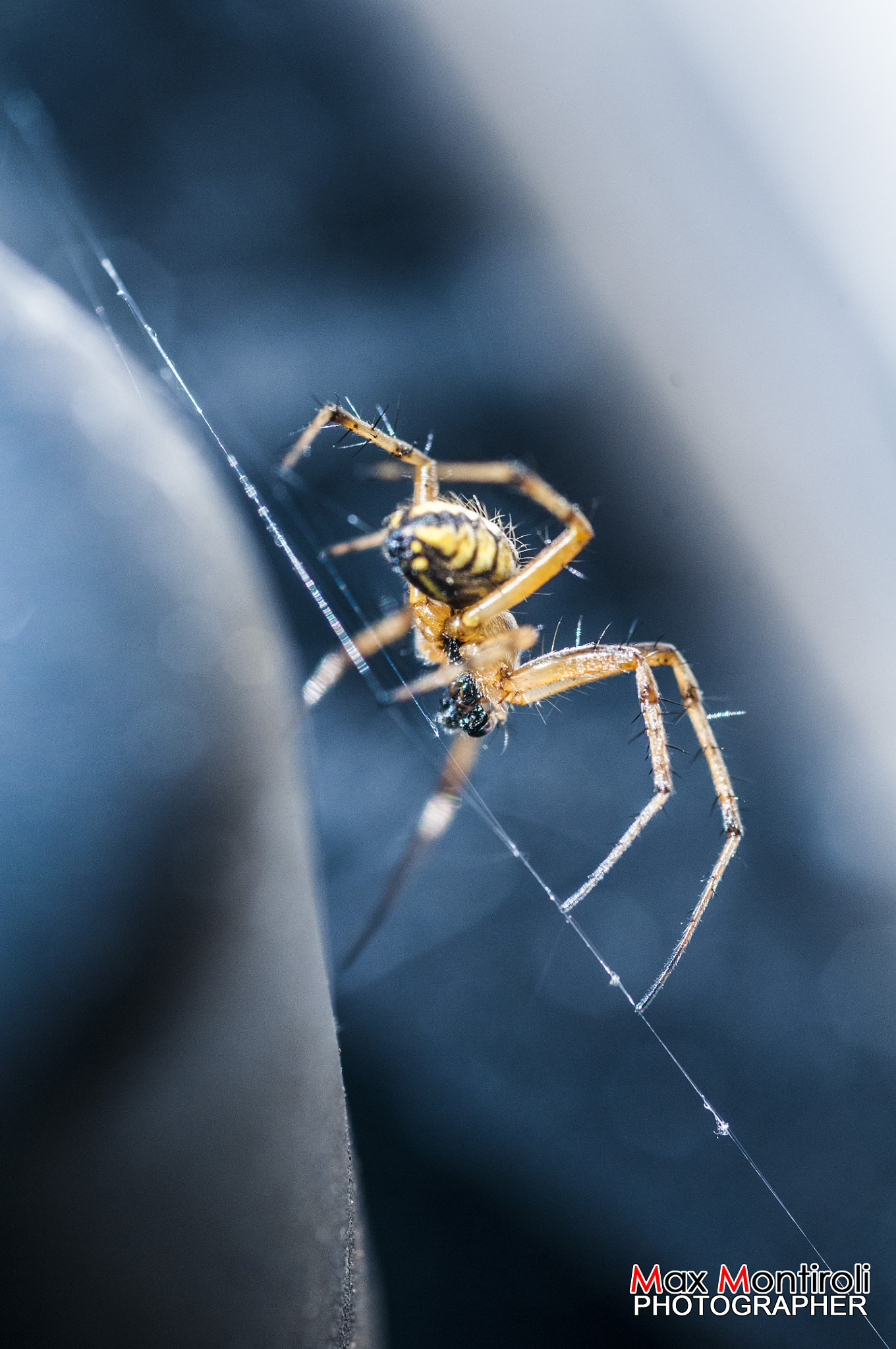 Nikon D300S + Nikon AF Micro-Nikkor 60mm F2.8D sample photo. Spider3 photography