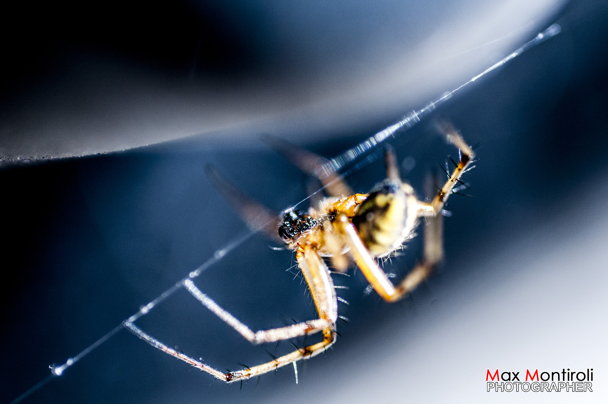 Nikon D300S + Nikon AF Micro-Nikkor 60mm F2.8D sample photo. Spider4 photography