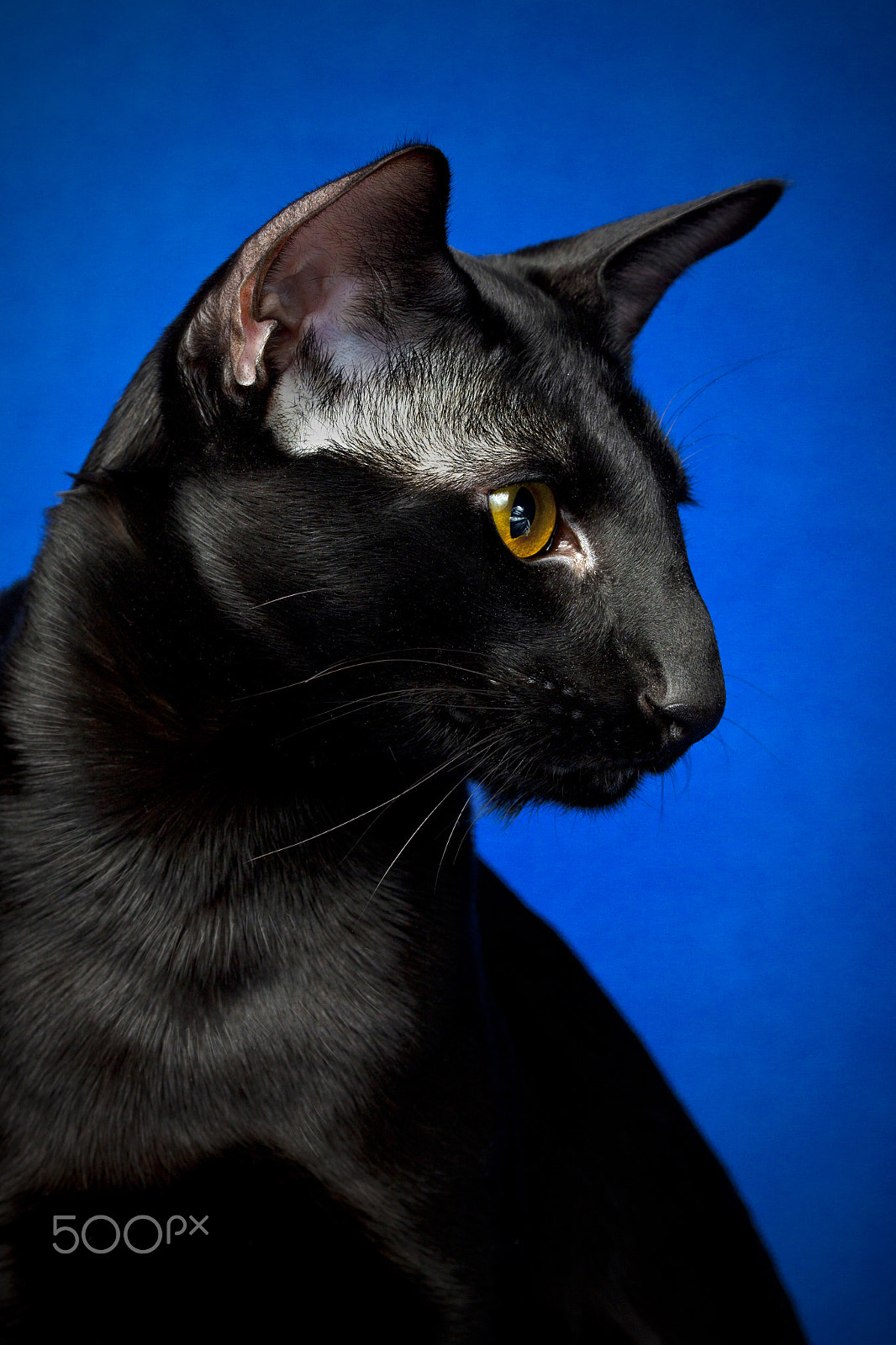 Canon EOS 50D + Canon EF 100mm F2.8 Macro USM sample photo. Mario photography