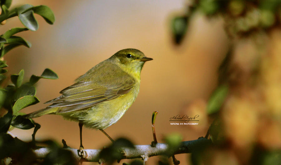 Nikon D3200 + Nikon AF Nikkor 14mm F2.8D ED sample photo. فتبارك الله أحسن الخالقين photography