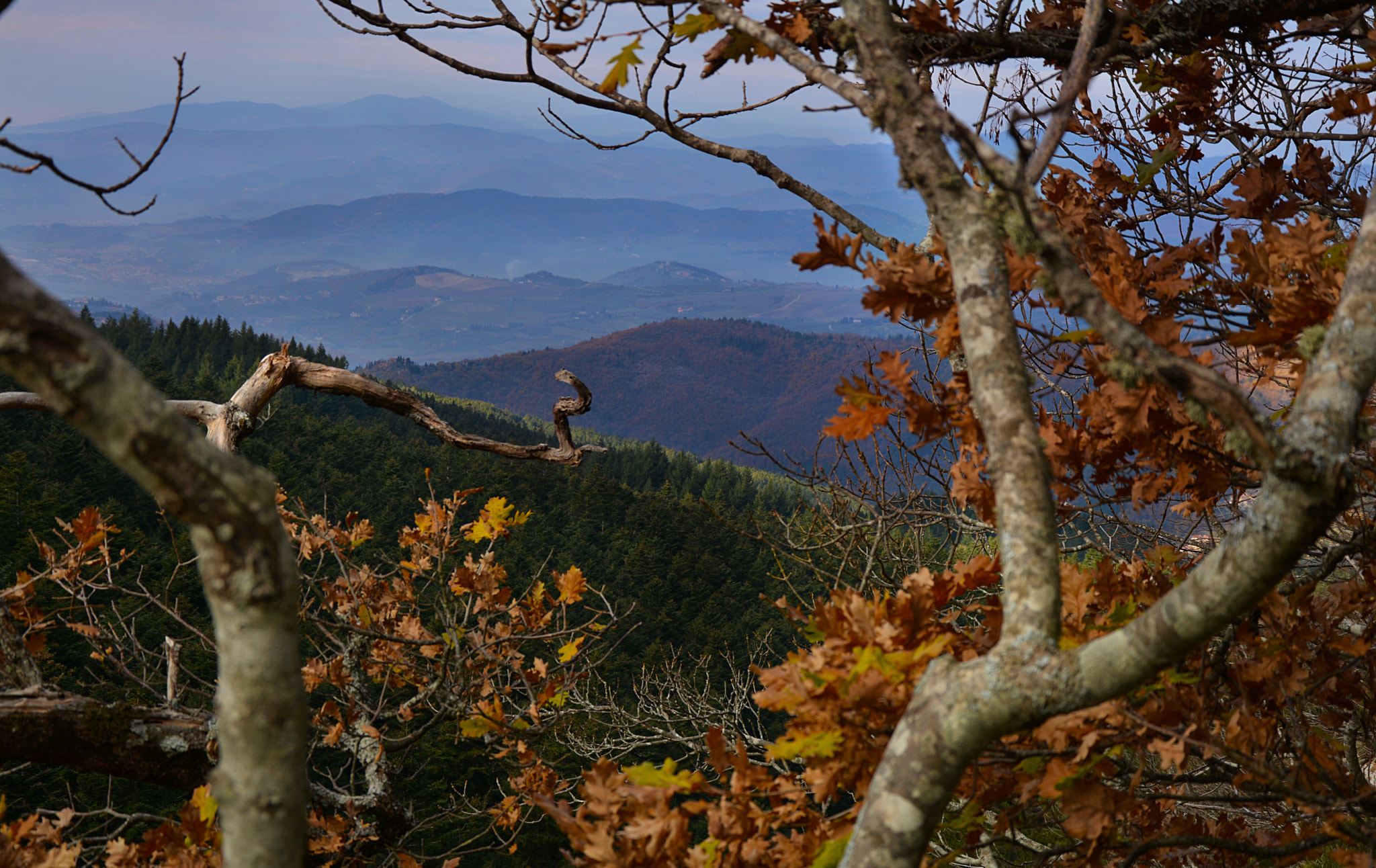 AF Nikkor 20mm f/2.8 sample photo. Vallombrosa photography