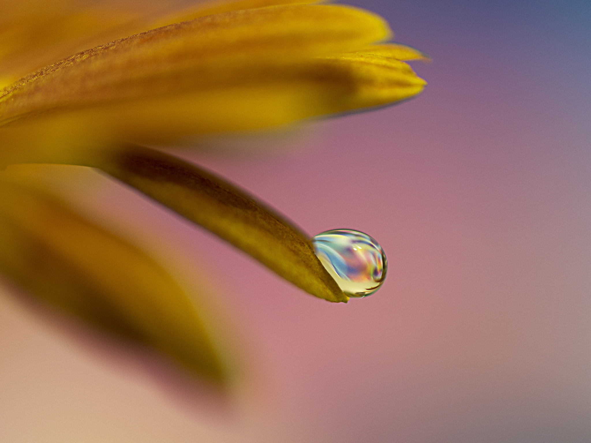 Samsung NX300 + Samsung NX 60mm F2.8 Macro ED OIS SSA sample photo. Dream.... photography