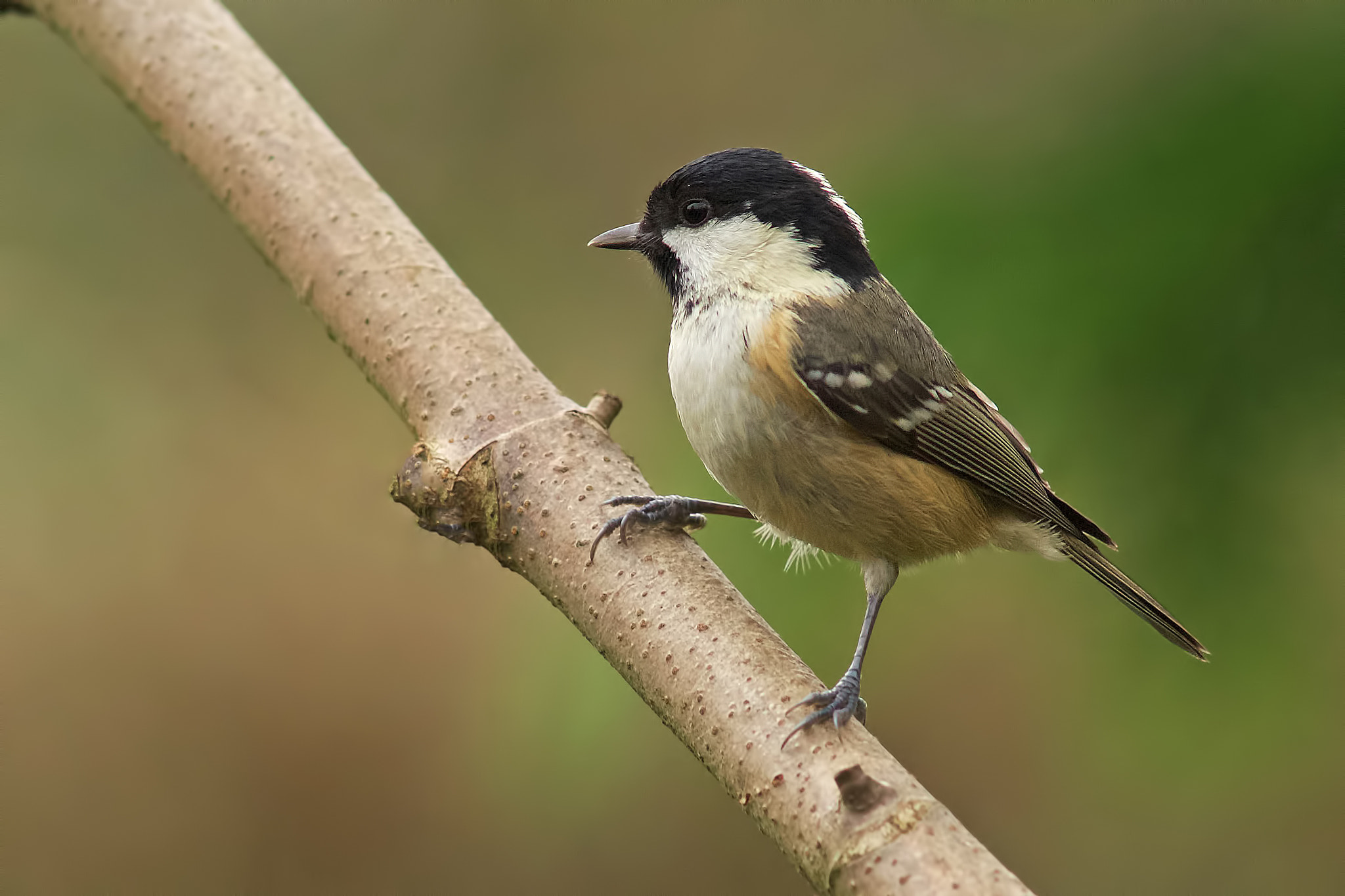 Sony a99 II + Minolta AF 300mm F2.8 HS-APO G sample photo. On a dull day, photography