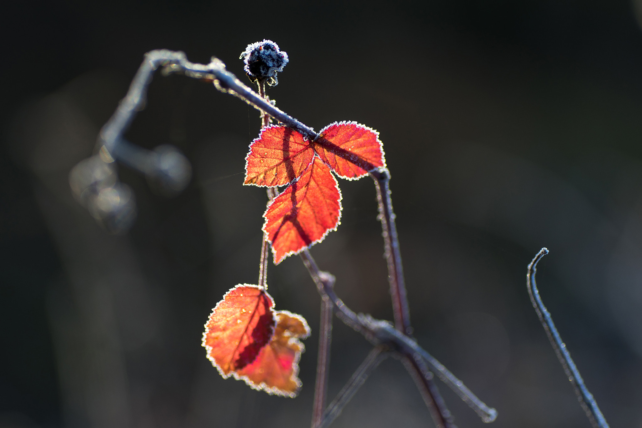 Sony a7 + Tamron SP AF 90mm F2.8 Di Macro sample photo. Feuiles rouge givrées photography