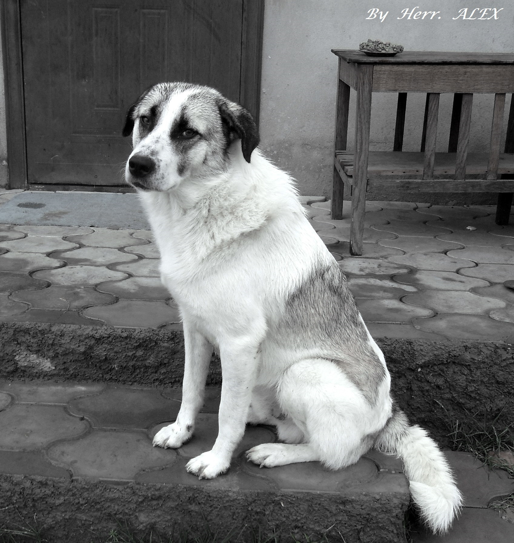 Samsung PL60 / VLUU PL60 /  SL420 sample photo. Sadness of homeless animal photography