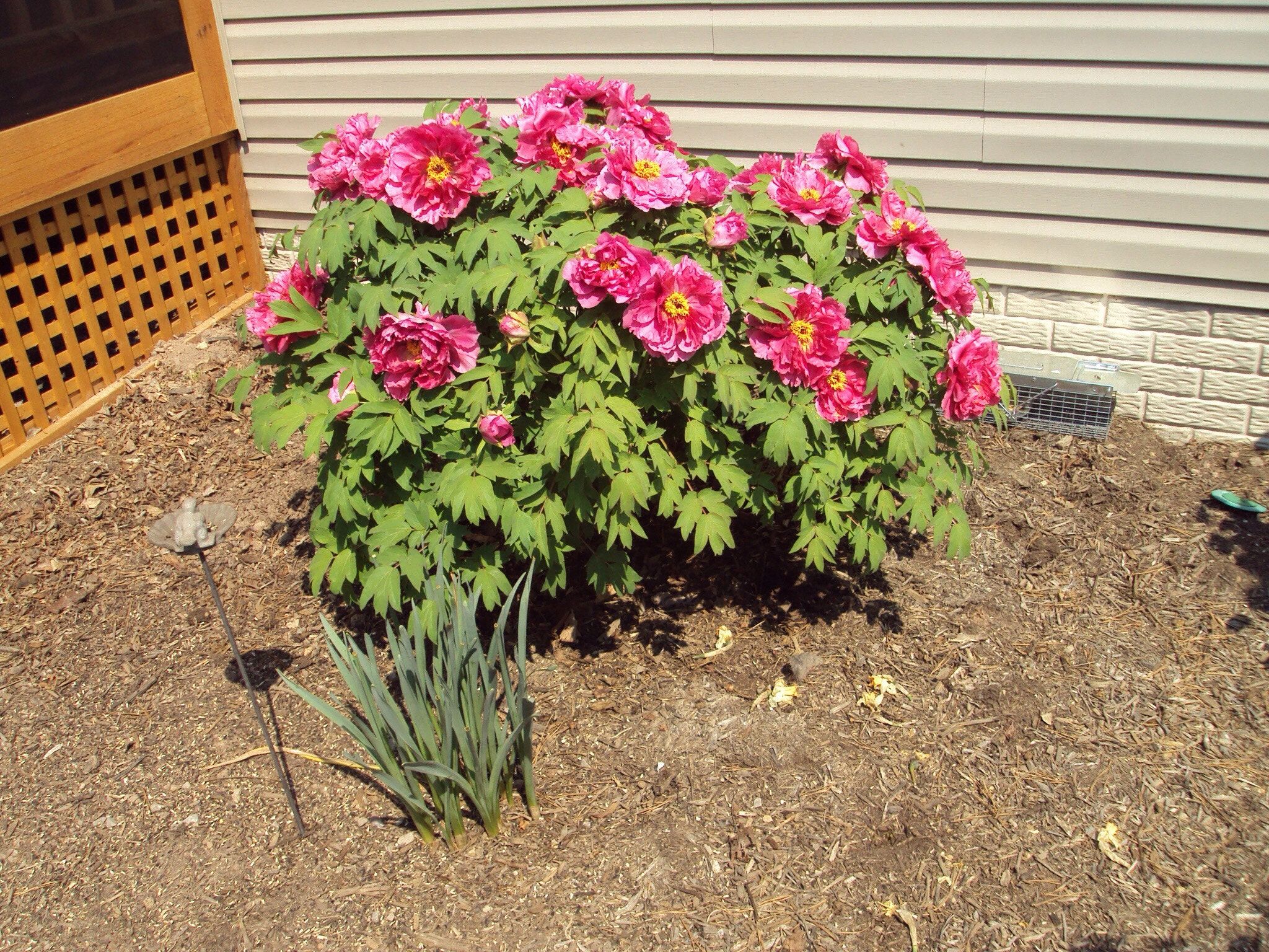 Sony DSC-S980 sample photo. Tree peonie photography