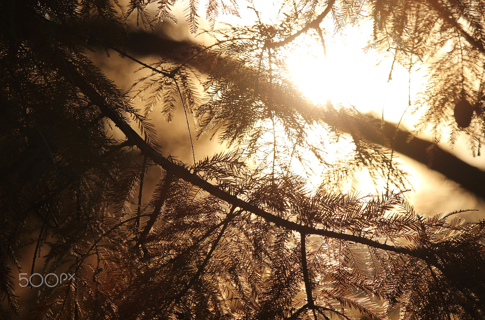 Canon EOS 600D (Rebel EOS T3i / EOS Kiss X5) sample photo. Light through the tree branches photography