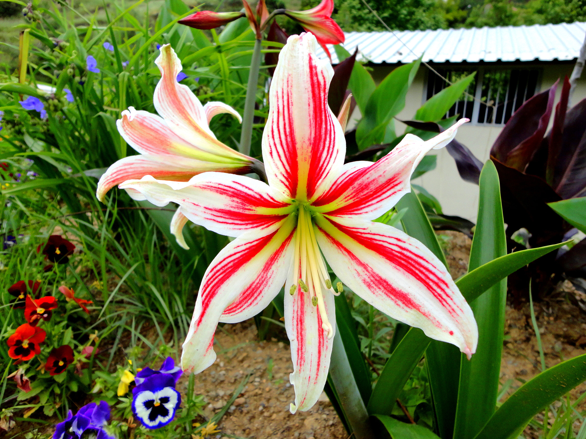 Sony DSC-W580 sample photo. Flower photography