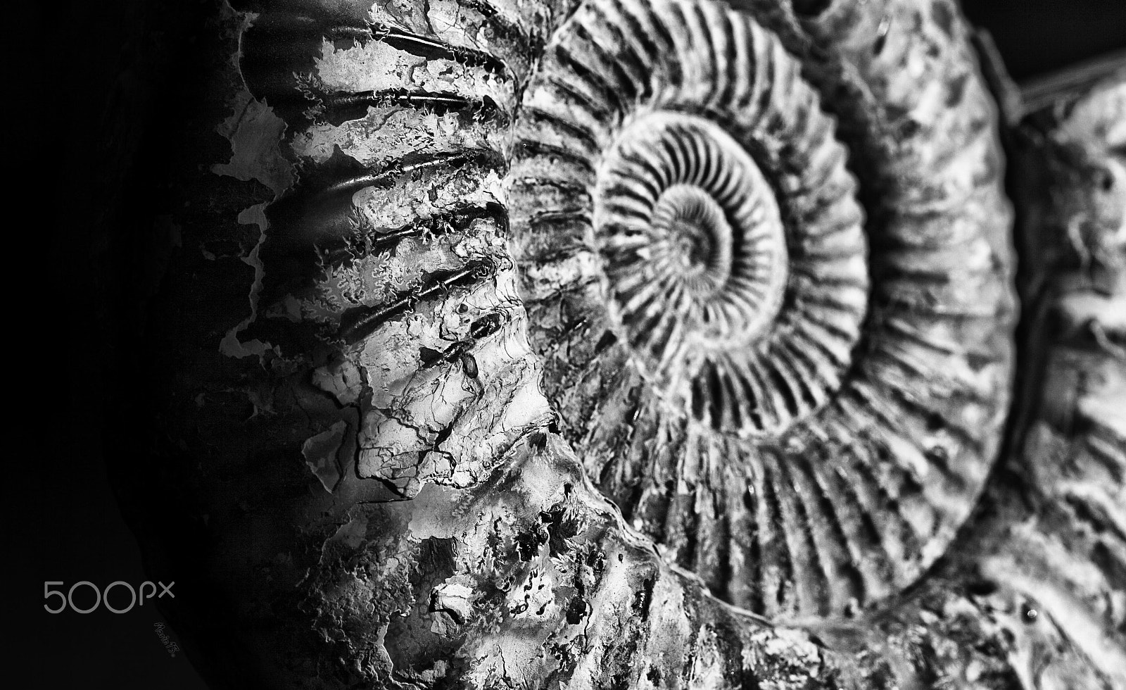 Sigma 70mm F2.8 EX DG Macro sample photo. Amonite photography