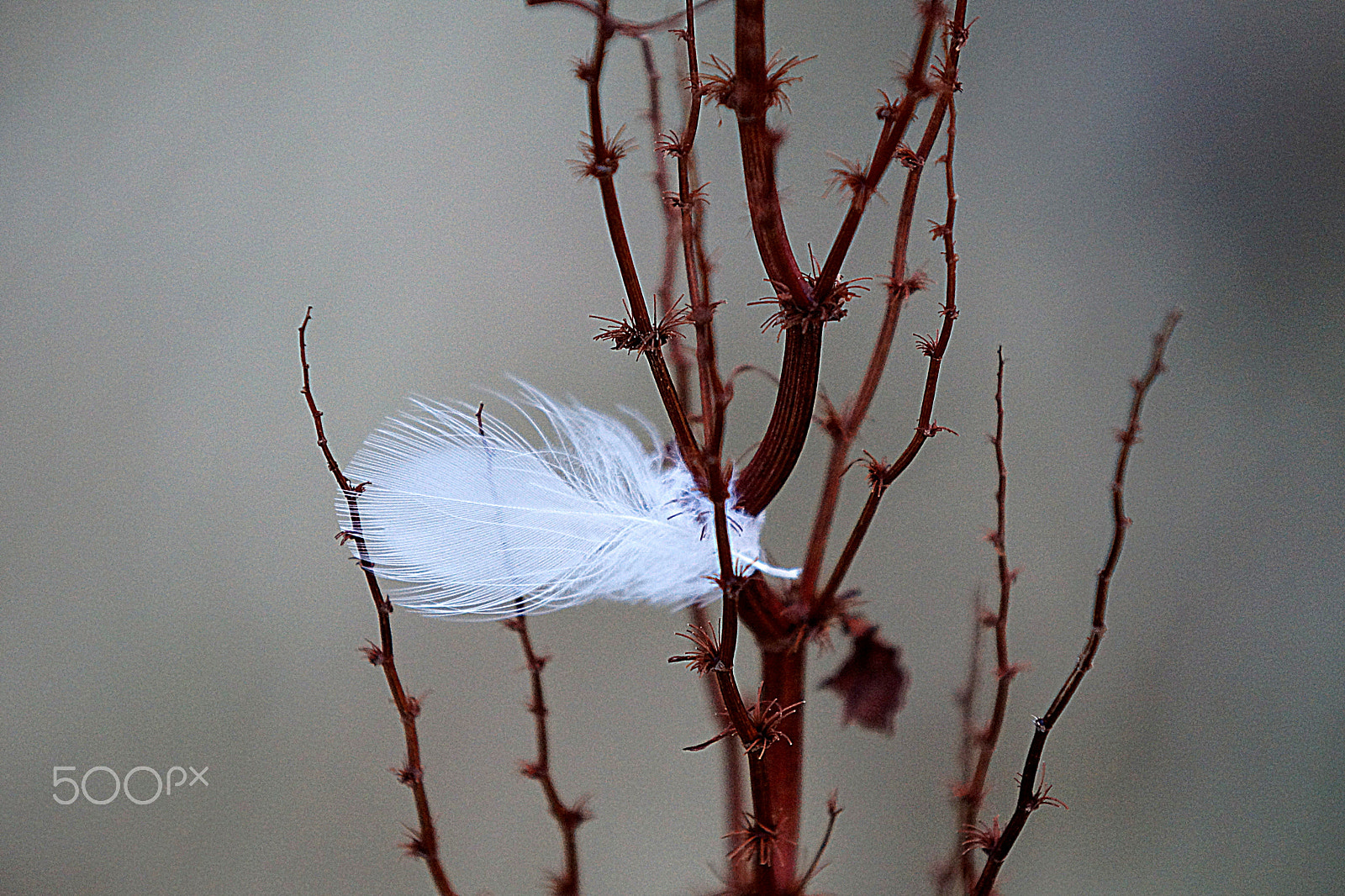 Sony 70-200mm F2.8 G SSM II sample photo. Light as a... photography