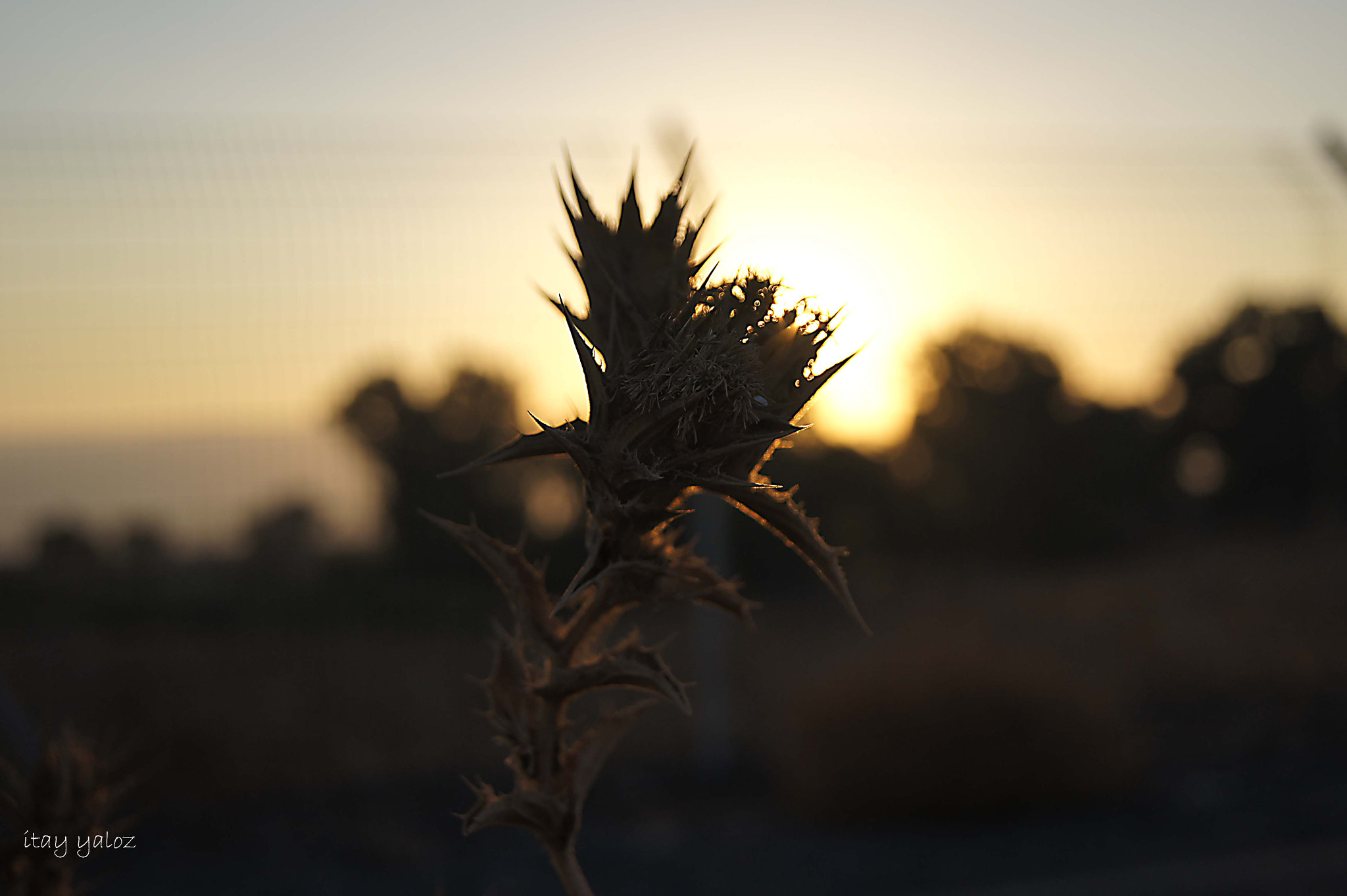 Sony Alpha DSLR-A560 sample photo. Evening in the golan heights photography