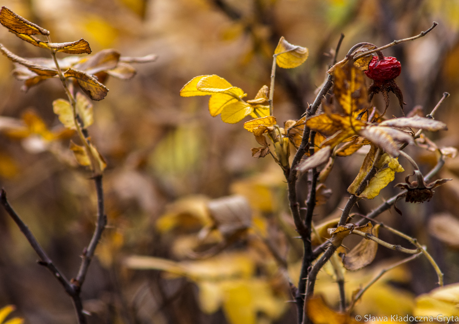 Nikon D7100 + AF Zoom-Nikkor 70-210mm f/4 sample photo. Autumn photography