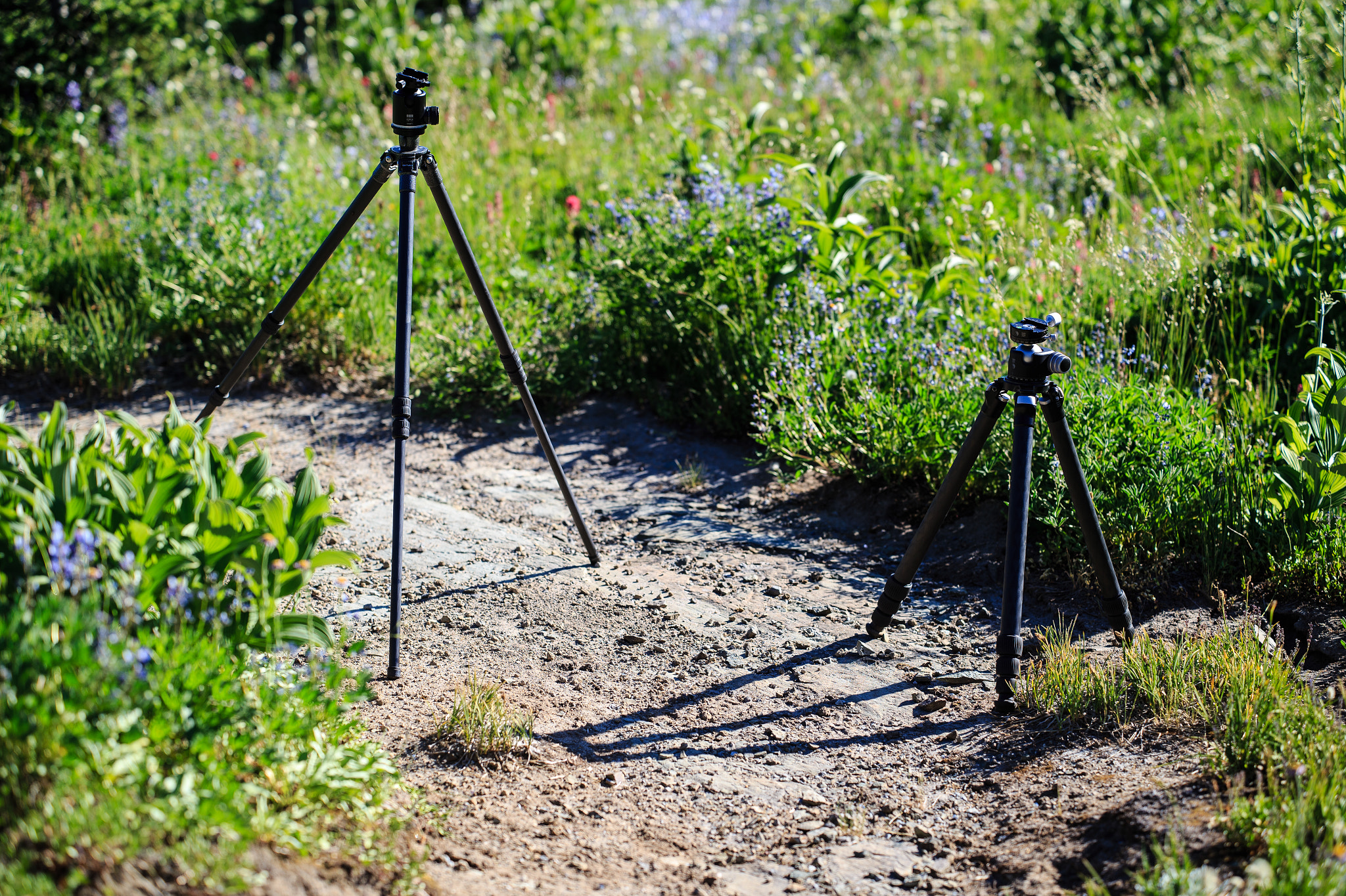 ZEISS Otus 85mm F1.4 sample photo. Carbon based lifeforms photography