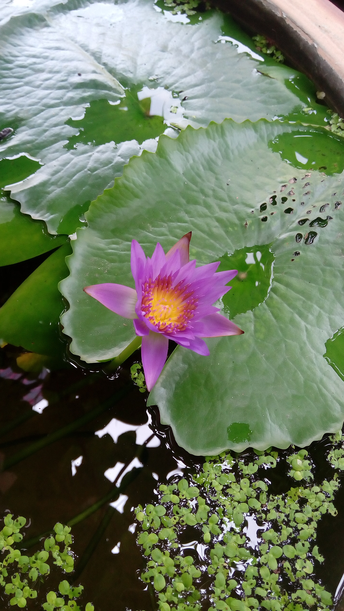 HTC DESIRE 820S DUAL SIM sample photo. Water lily photography