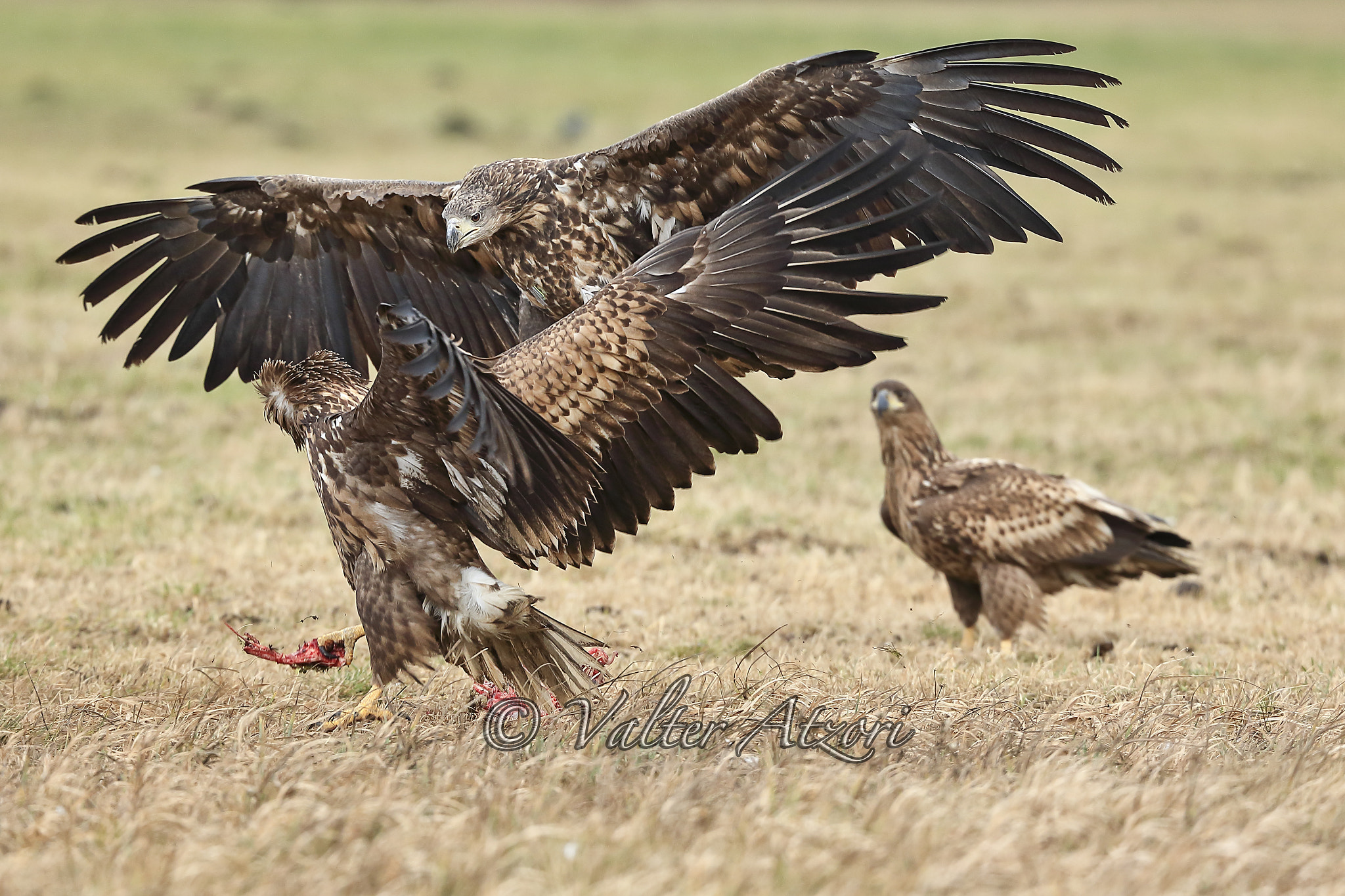 Canon EF 400mm F4.0 DO IS USM sample photo. Sea eagles photography