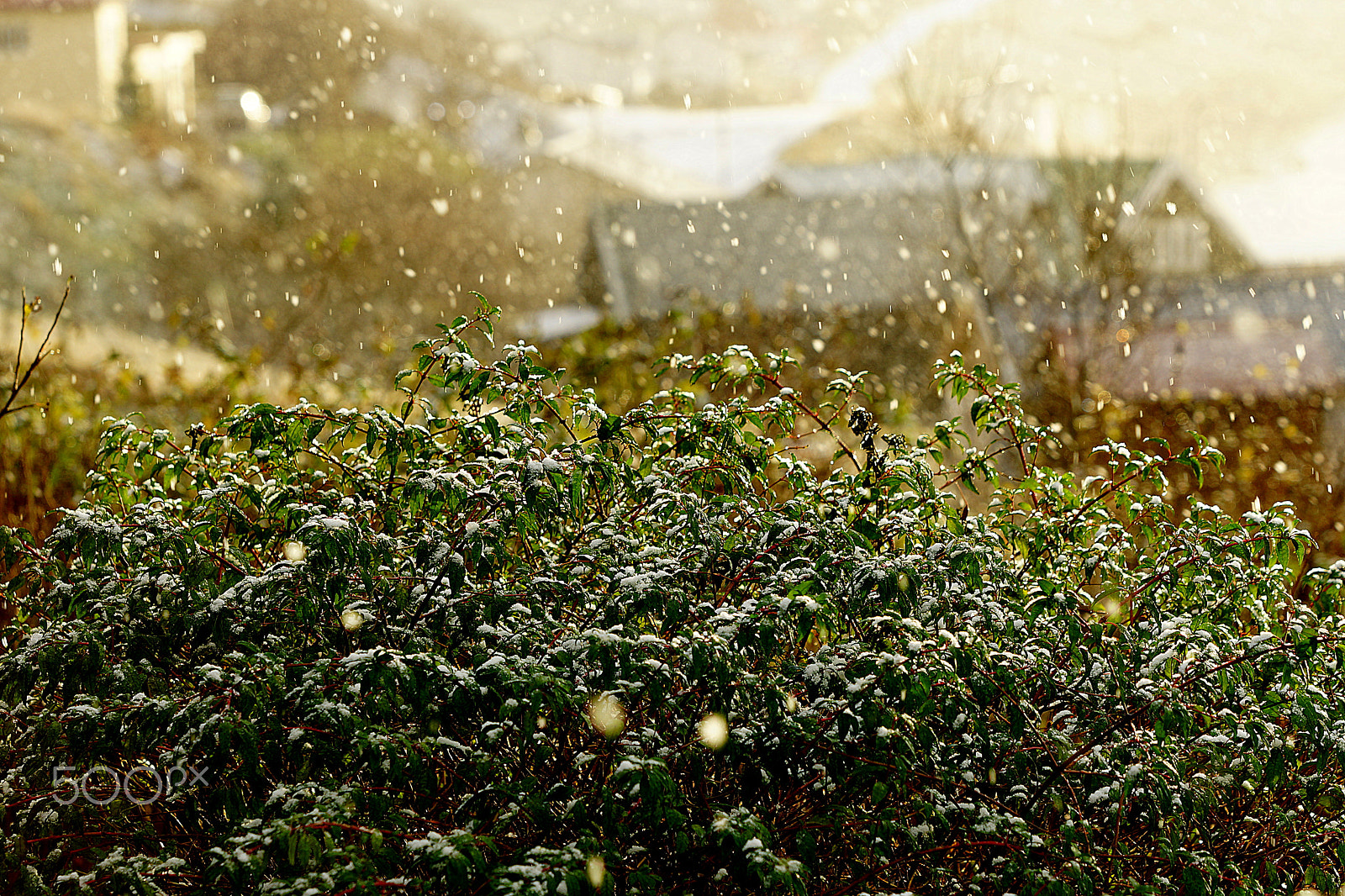 Sony 70-200mm F2.8 G SSM II sample photo. Wintermorning photography