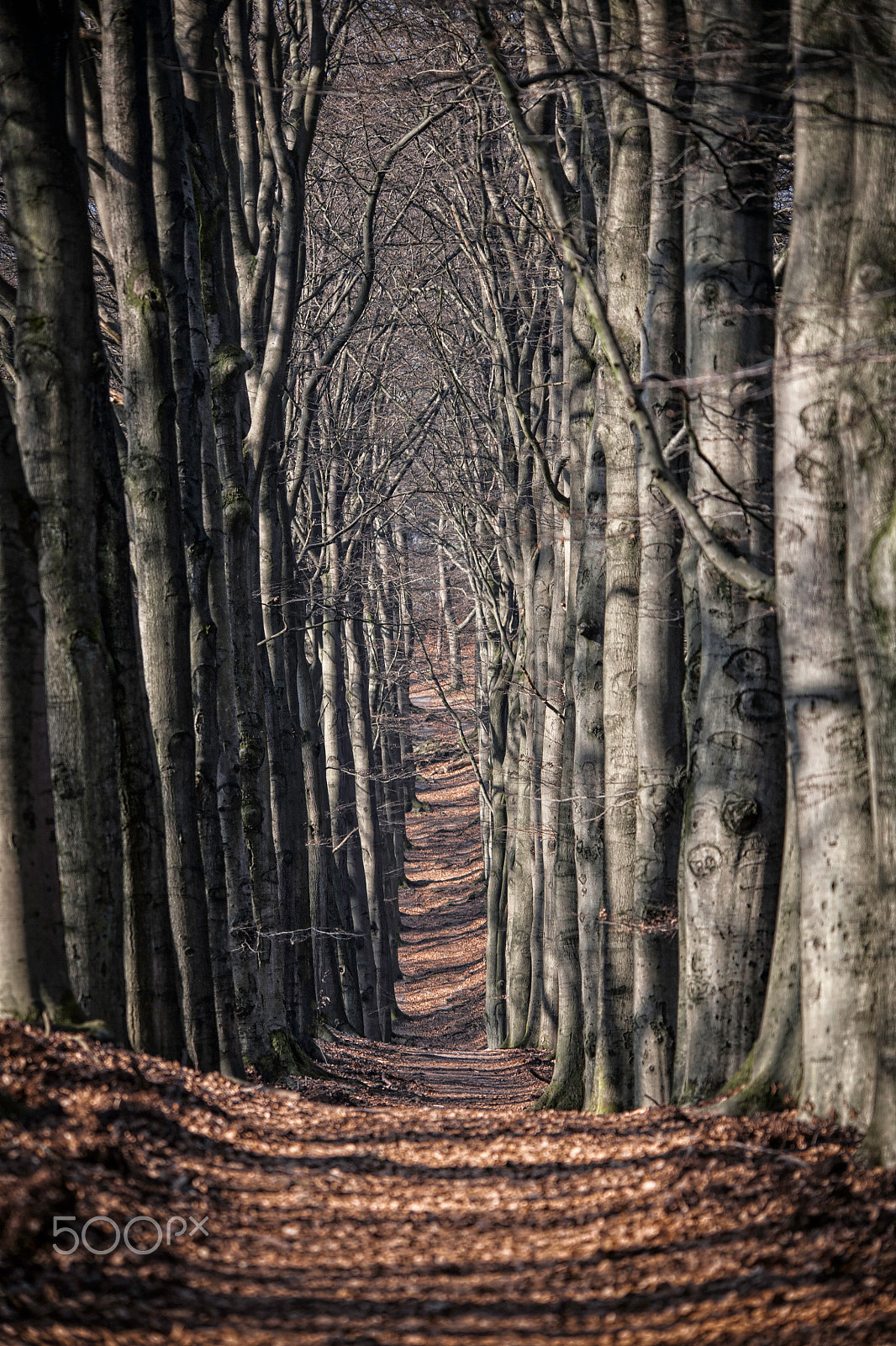 Sigma 150-500mm F5-6.3 DG OS HSM sample photo. Old road photography