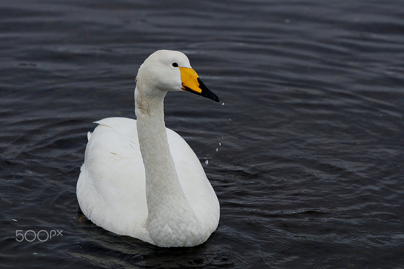 Sony 70-200mm F2.8 G SSM II sample photo. Elegance photography