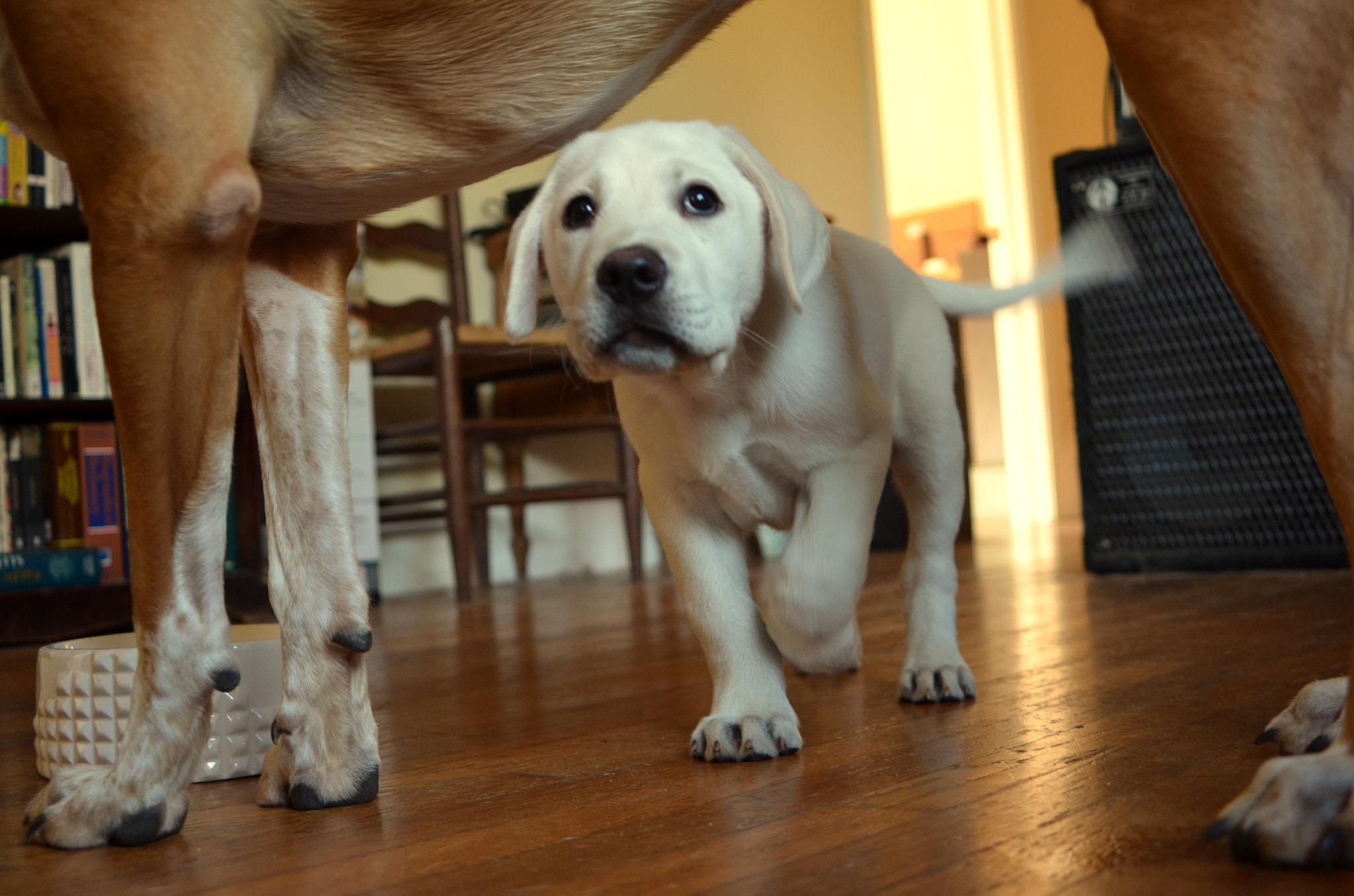 AF Zoom-Nikkor 28-80mm f/3.5-5.6D sample photo. Big dog/little dog photography