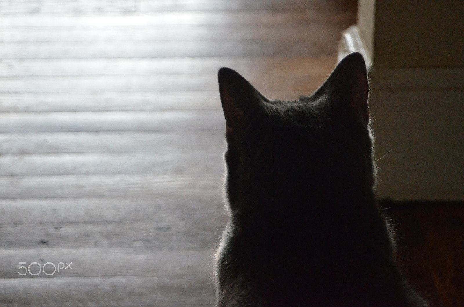 AF Zoom-Nikkor 28-80mm f/3.5-5.6D sample photo. Morning gene photography