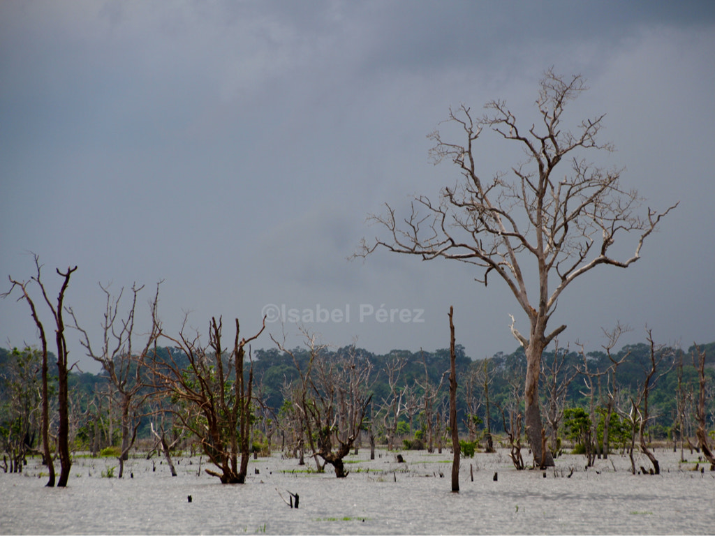 Canon EOS 7D + Canon 18-270mm sample photo. Cold trees photography