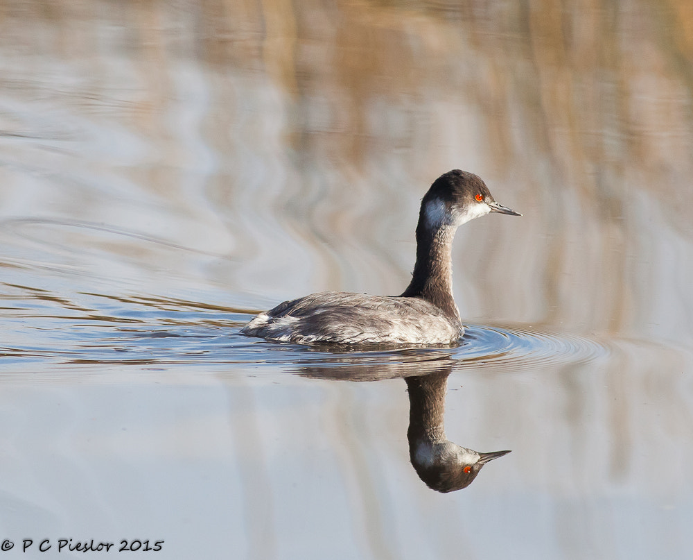 Canon EOS 5D Mark II + Canon EF 400mm F5.6L USM sample photo. Where's mom? photography