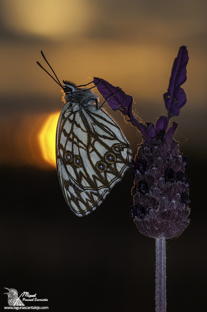 Cosina AF 100mm F3.5 Macro sample photo. Amanecer photography