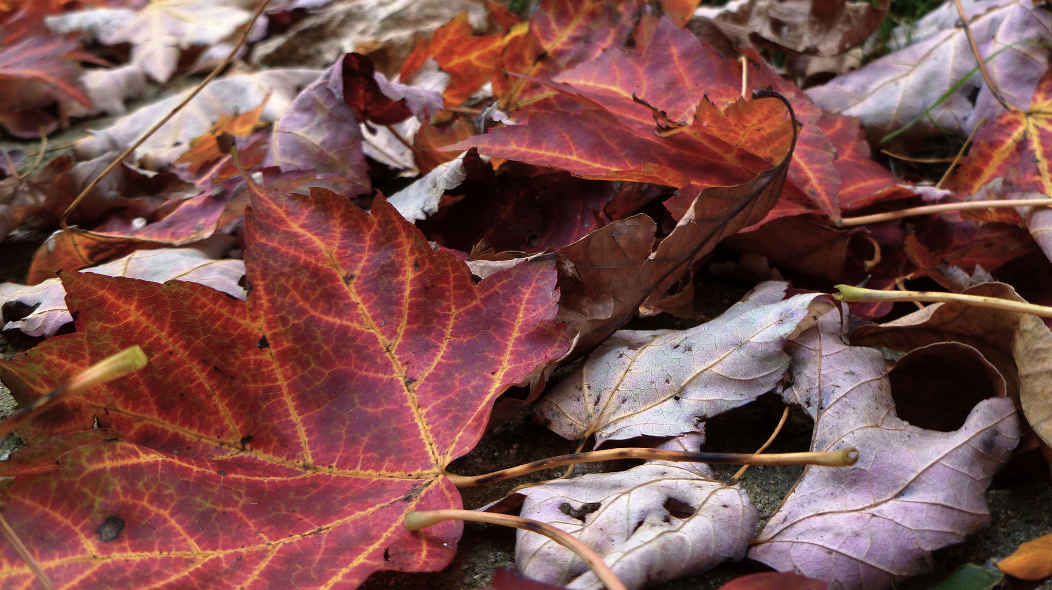 Panasonic DMC-FH20 sample photo. Fall leaves photography