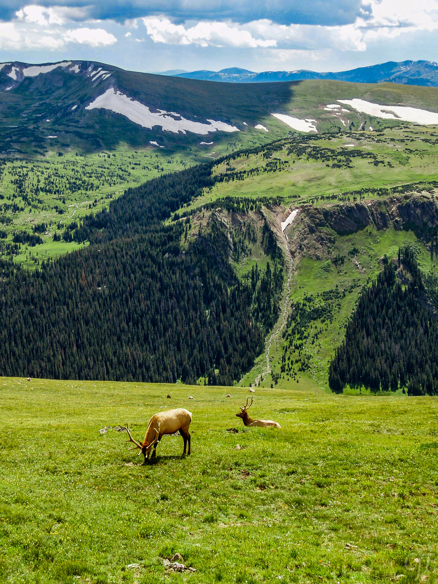Olympus X-3,C-60Z sample photo. Elk grazing photography