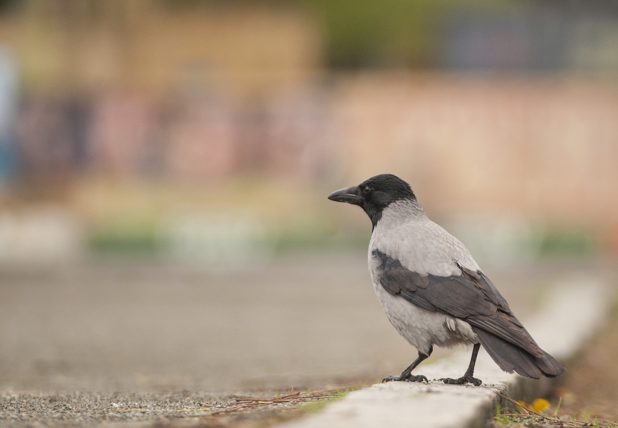 Nikon D700 + AF Nikkor 300mm f/4 IF-ED sample photo. Macloud photography