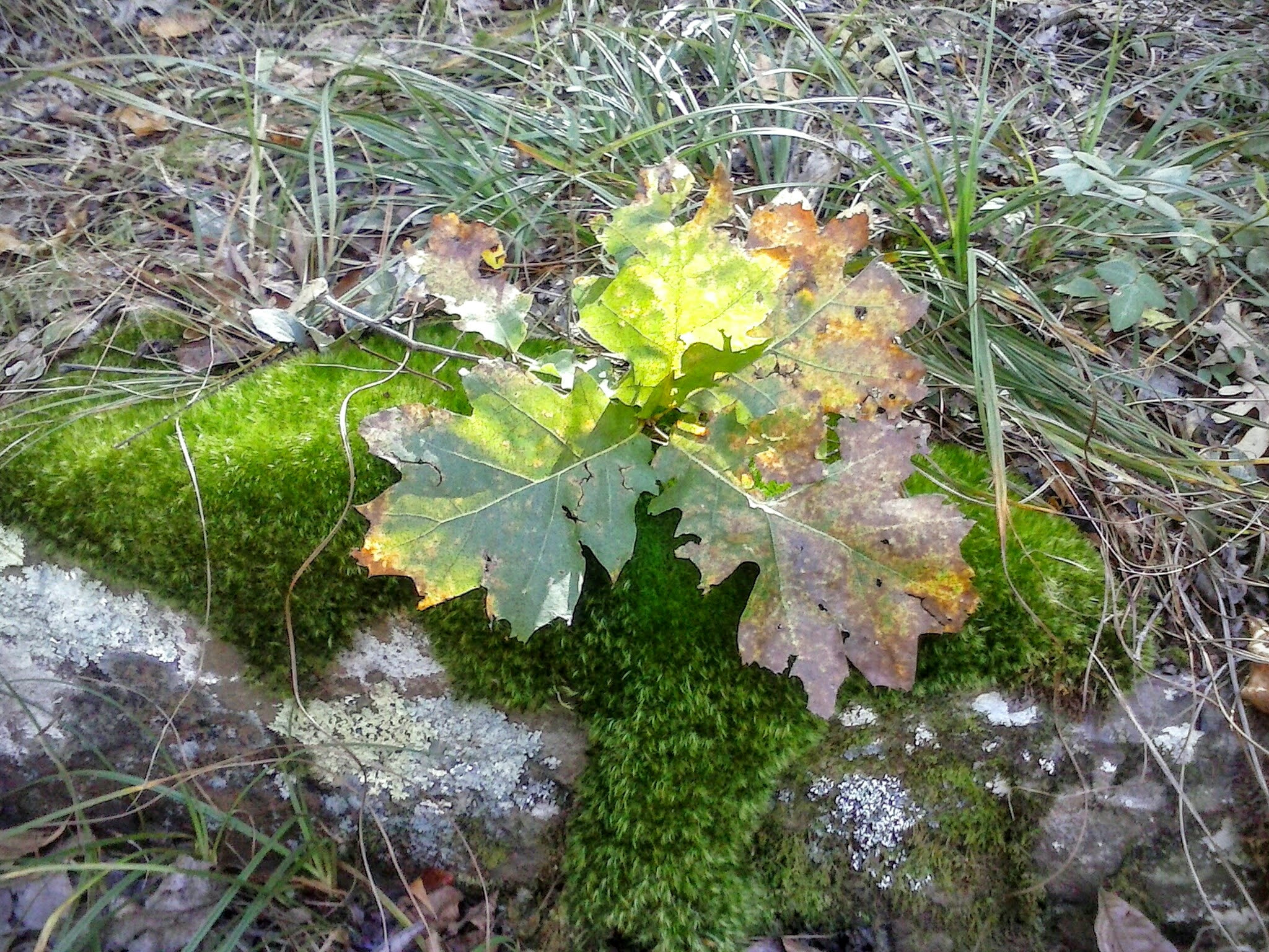 LG OPTIMUS L3 II sample photo. October in the ouachita mountains vi photography