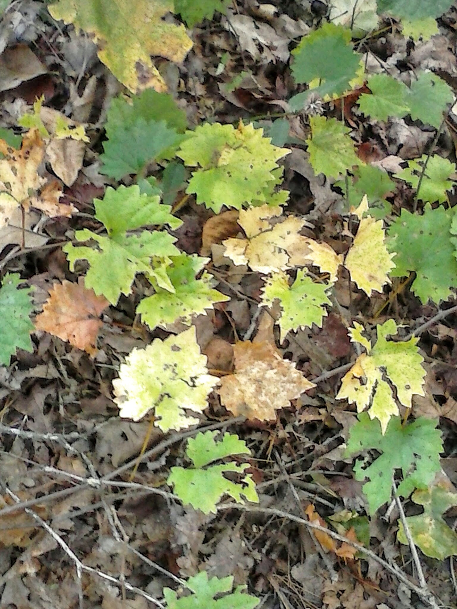 LG OPTIMUS L3 II sample photo. October in the ouachita mountains v photography