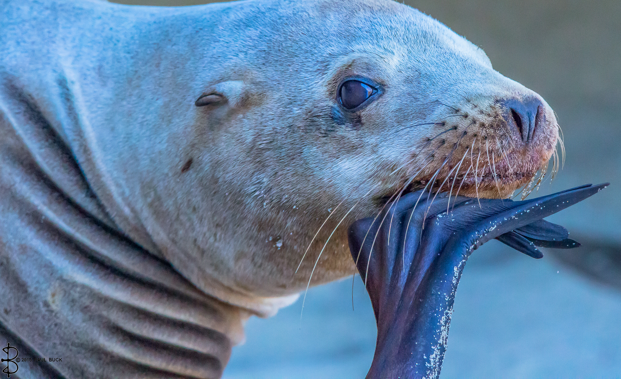 Canon EOS 650D (EOS Rebel T4i / EOS Kiss X6i) sample photo. A harbor seal ponders photography