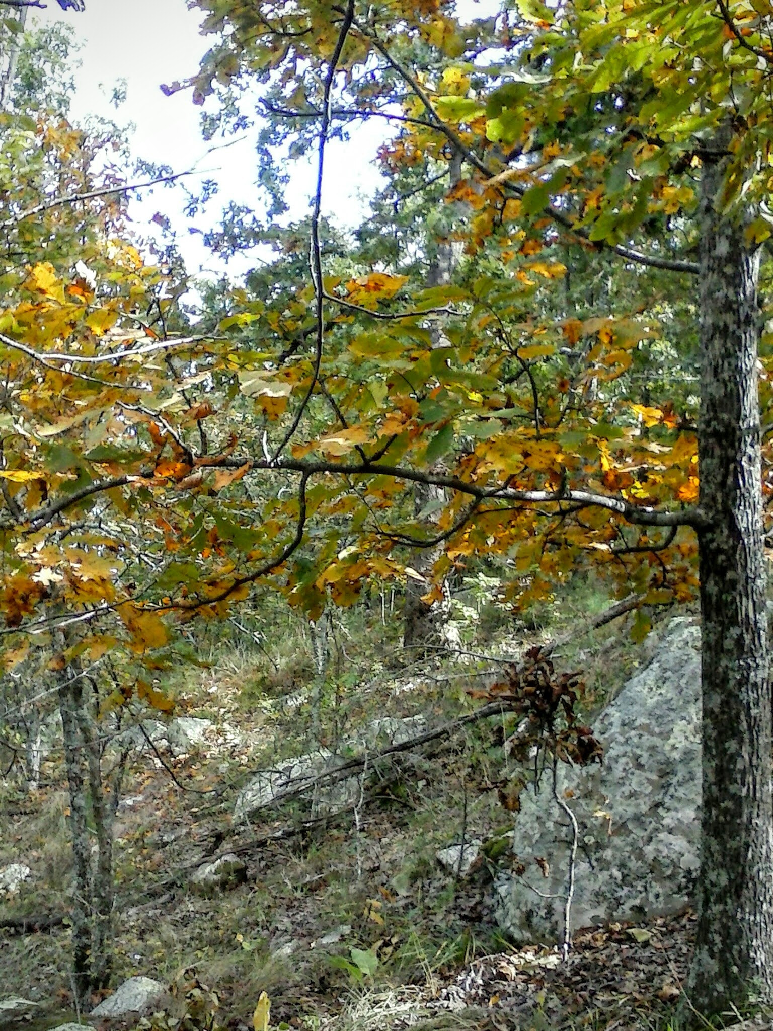 LG OPTIMUS L3 II sample photo. October in the ouachita mountains iiii photography