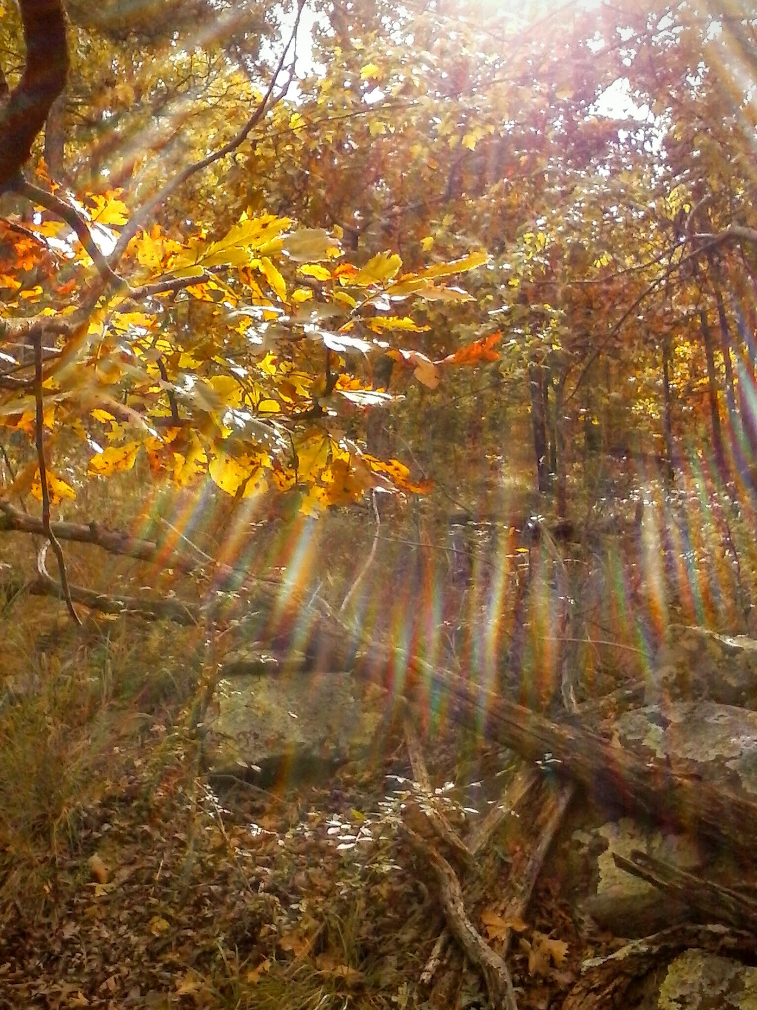 LG OPTIMUS L3 II sample photo. October in the ouachita mountains iii photography
